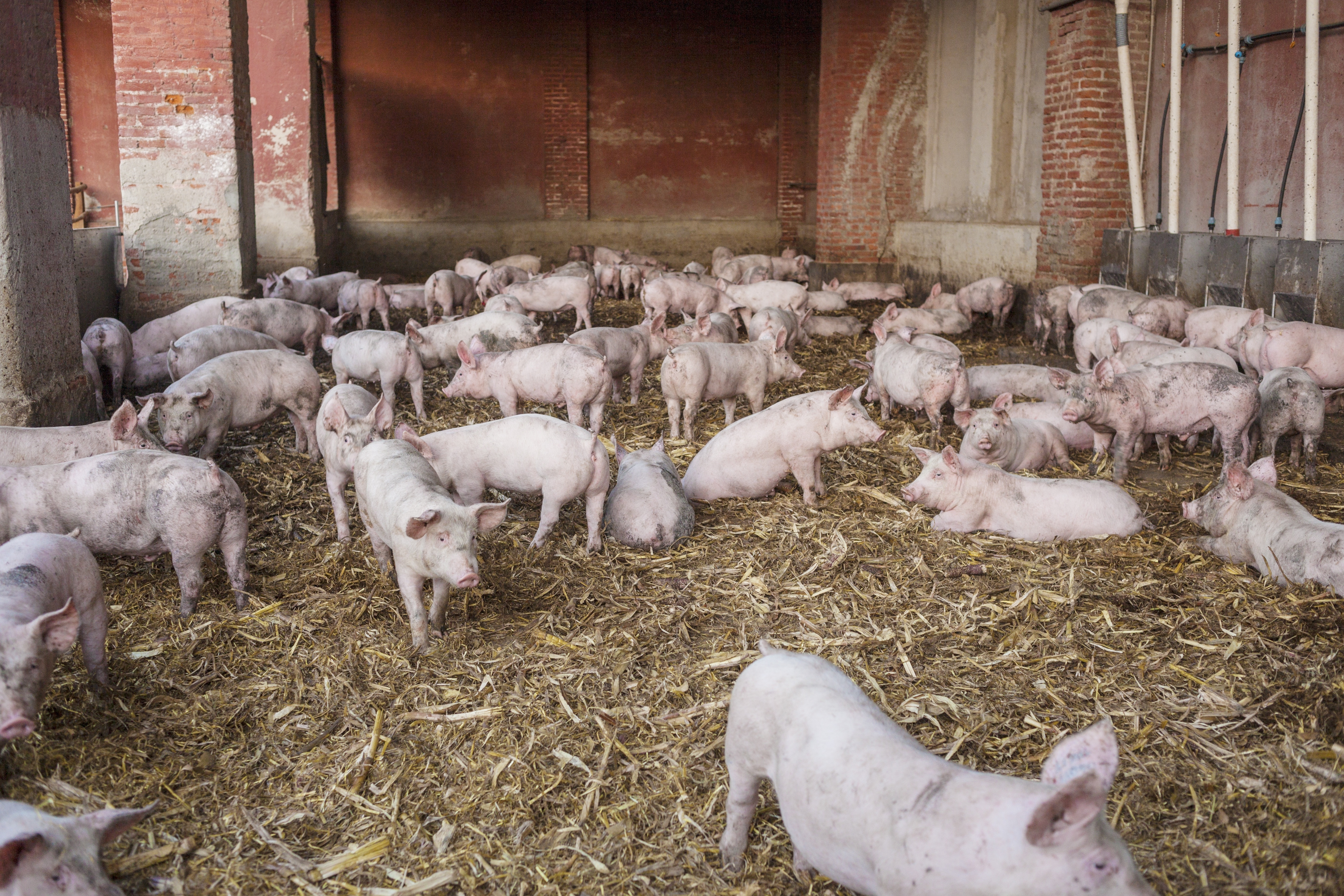 many pigs inside a pig barn with straw