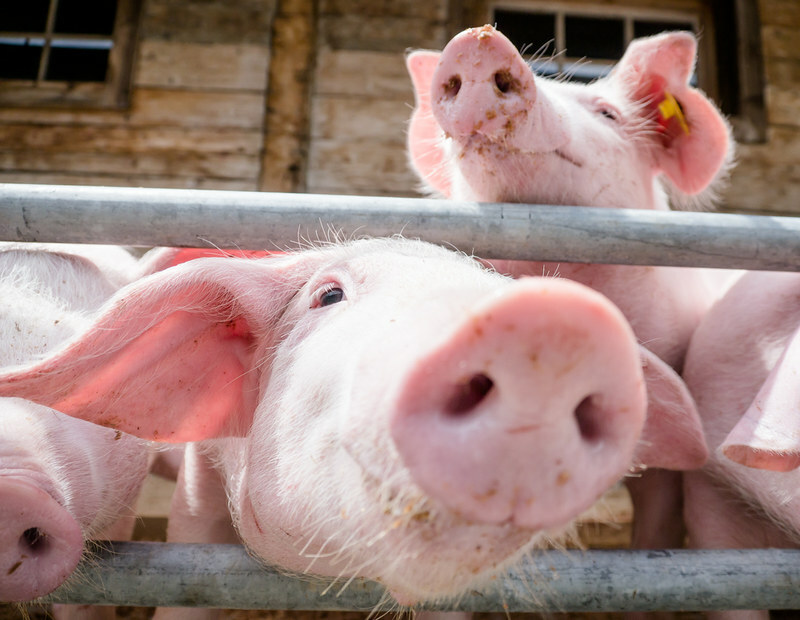 United kingdom pig costs ease amidst upper manufacturing, weaker call for