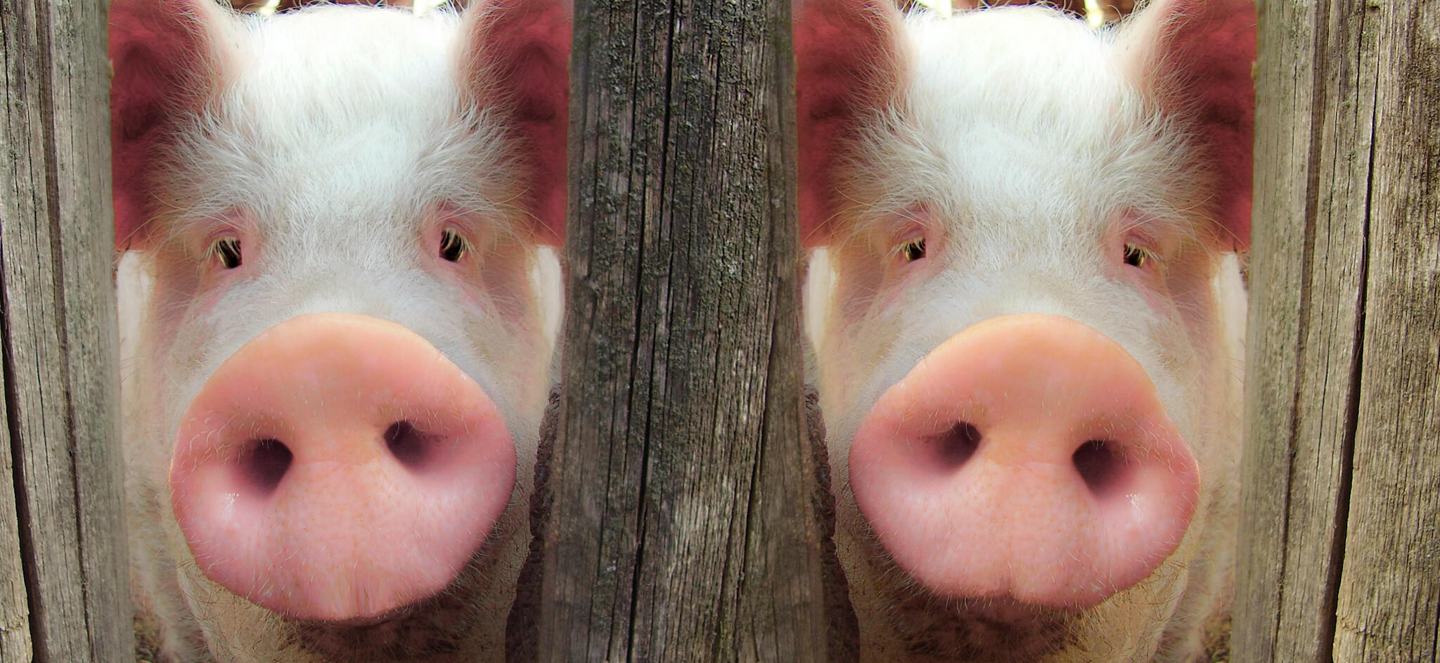 Canada invests in strengthening place in international beef sector