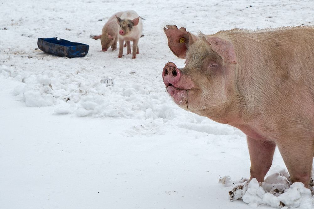 Hog markets dip as Spain's swine fever outbreak widens - CME