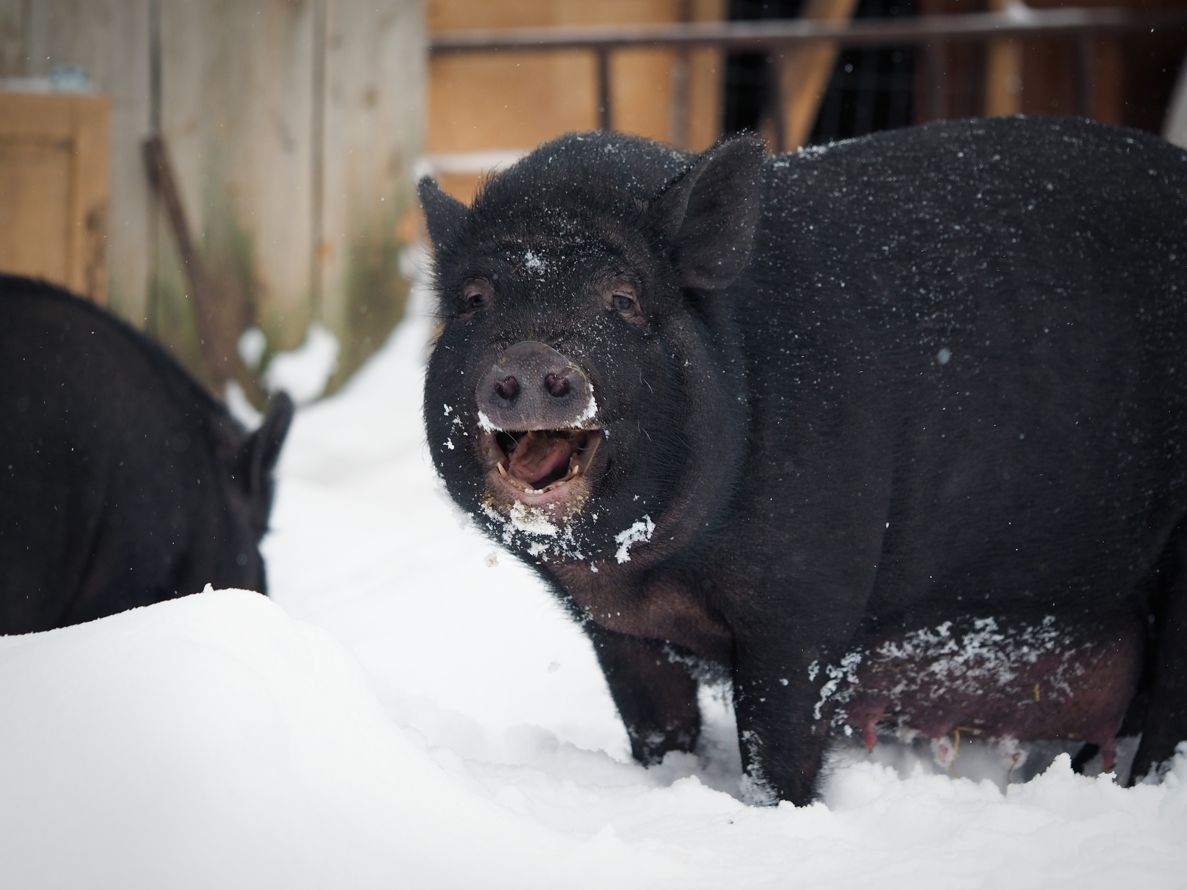a sow stands in the snow outside a barn