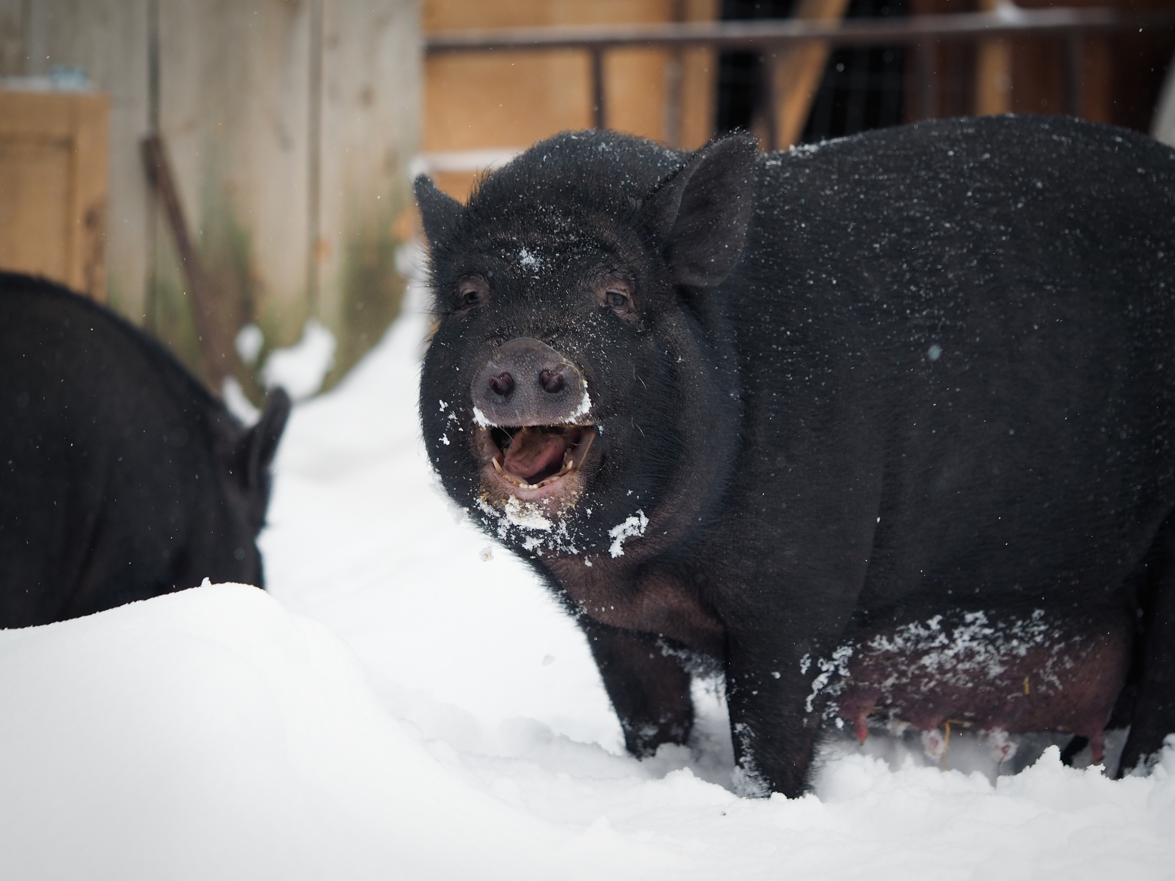 Seasonal timing helps animals adjust in varying conditions.