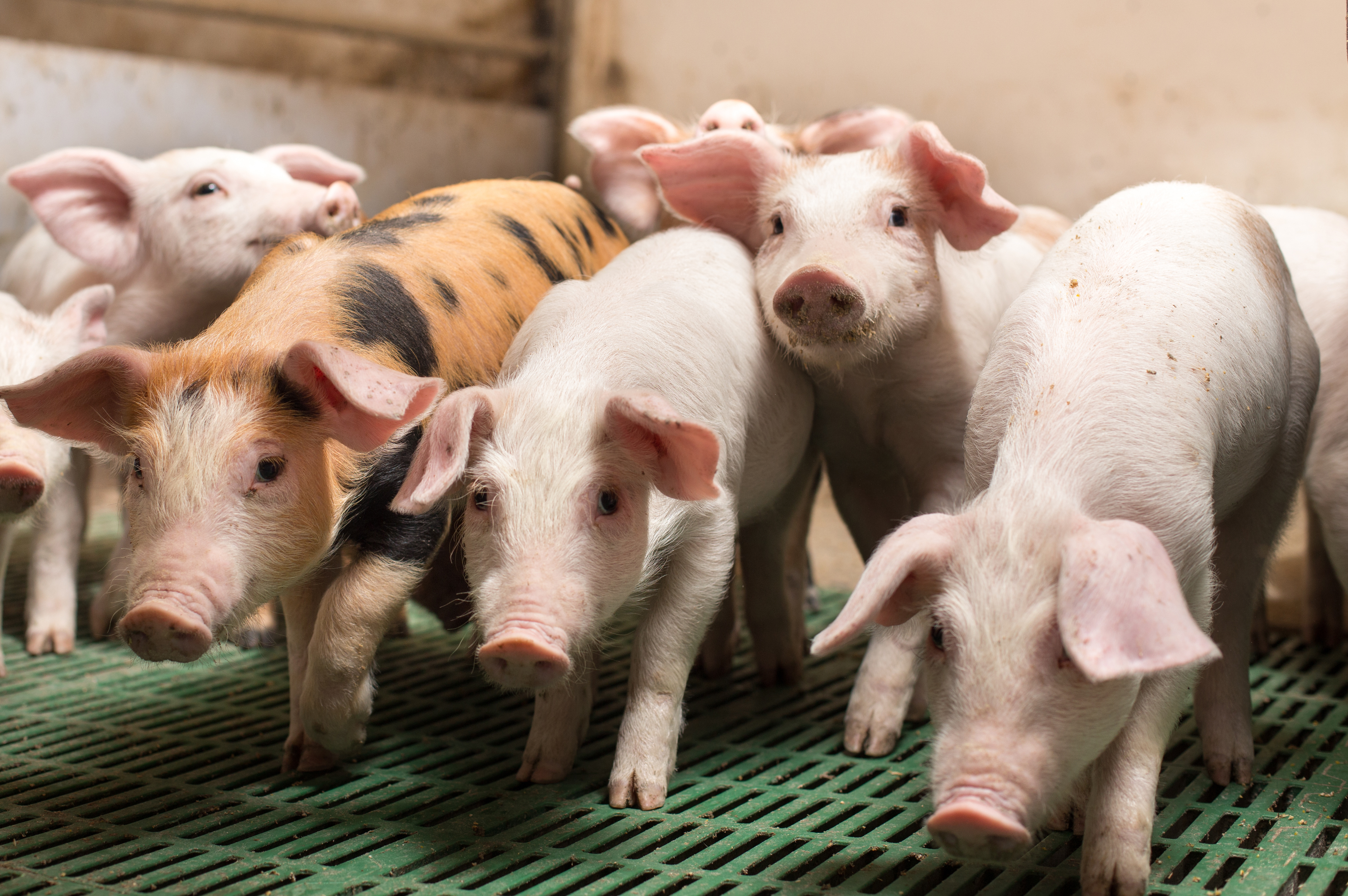 piglets in a commercial indoor herd