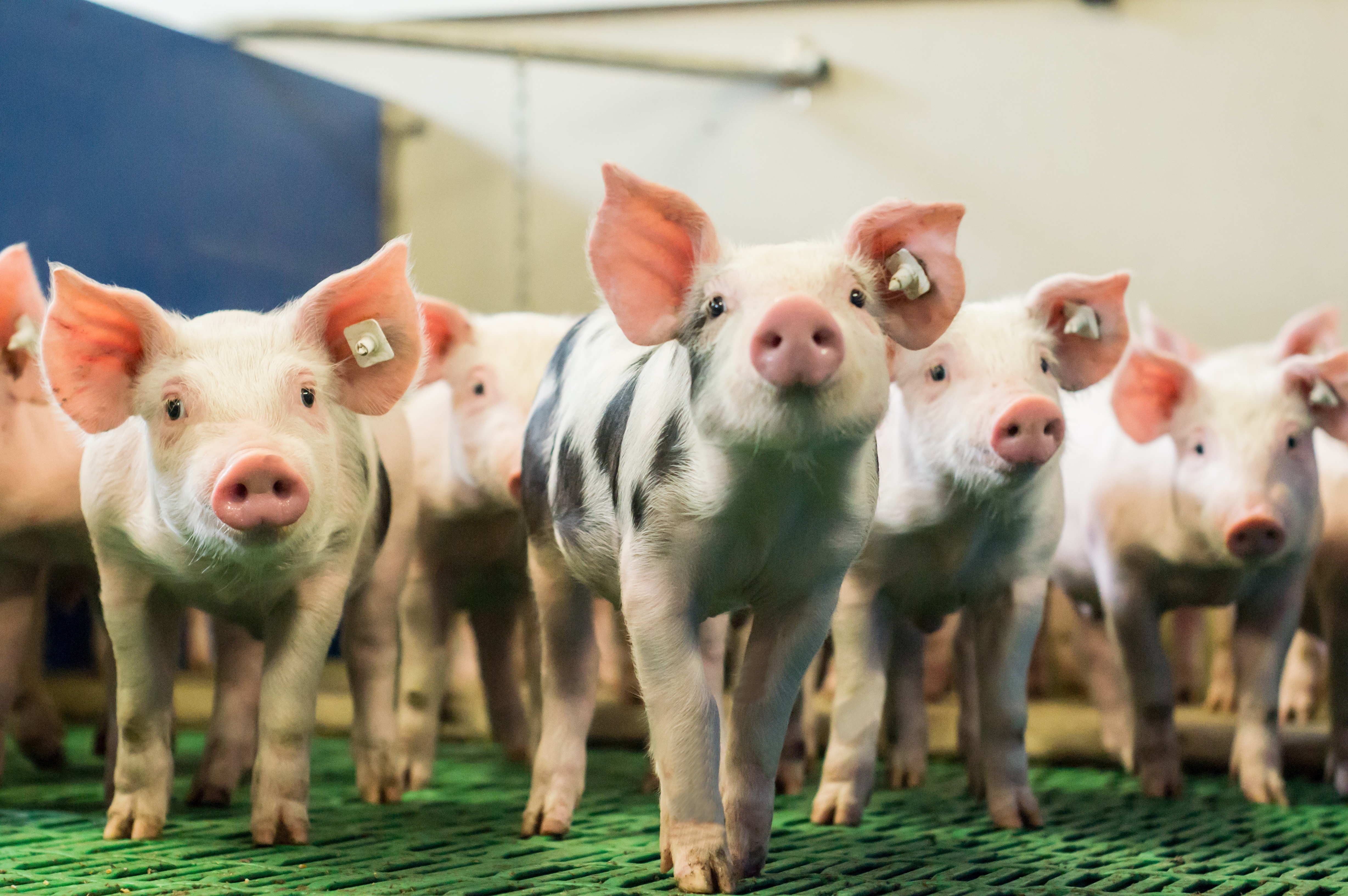 spotted piglets in an indoor facility looking at the camera