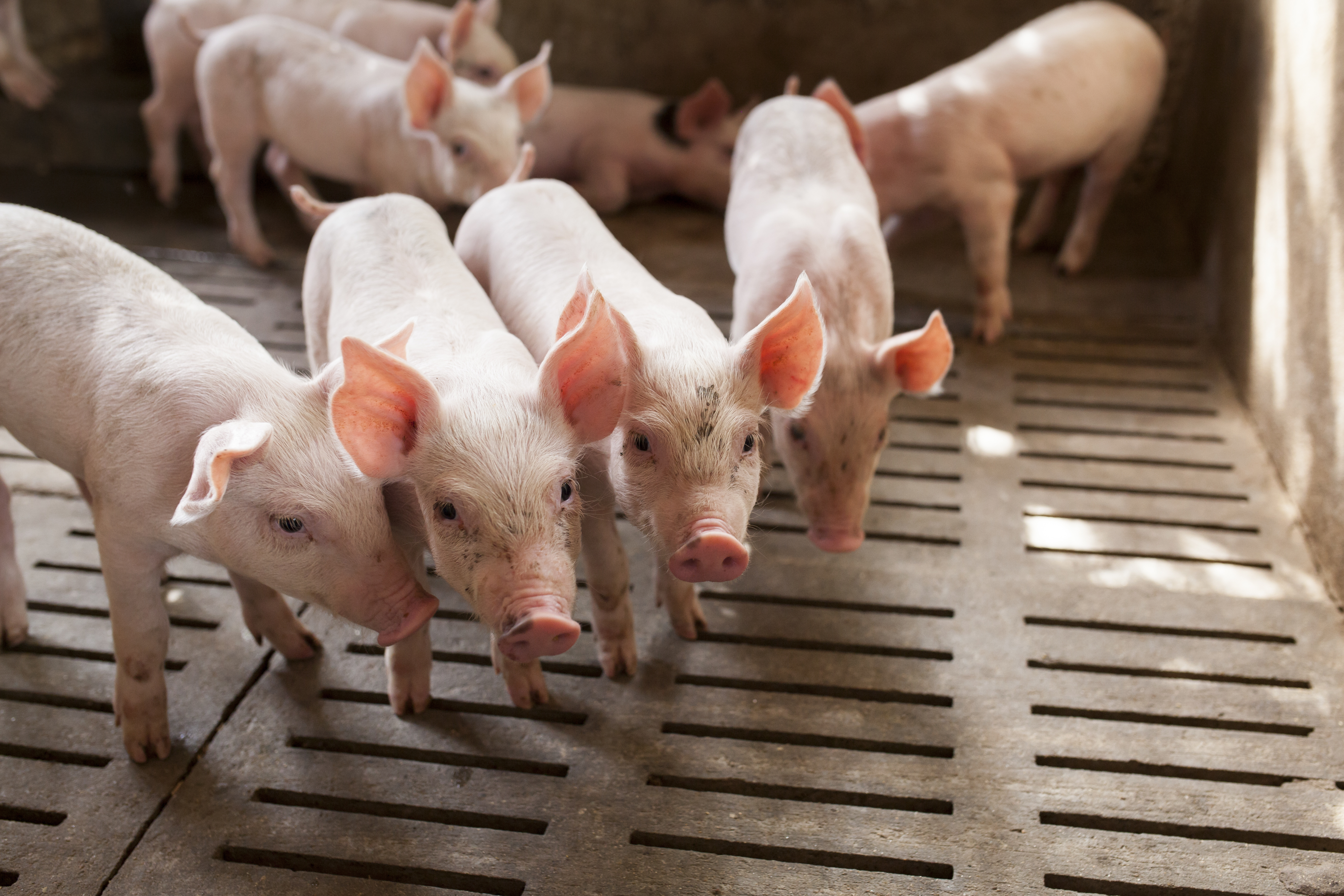 young pigs huddled indoors