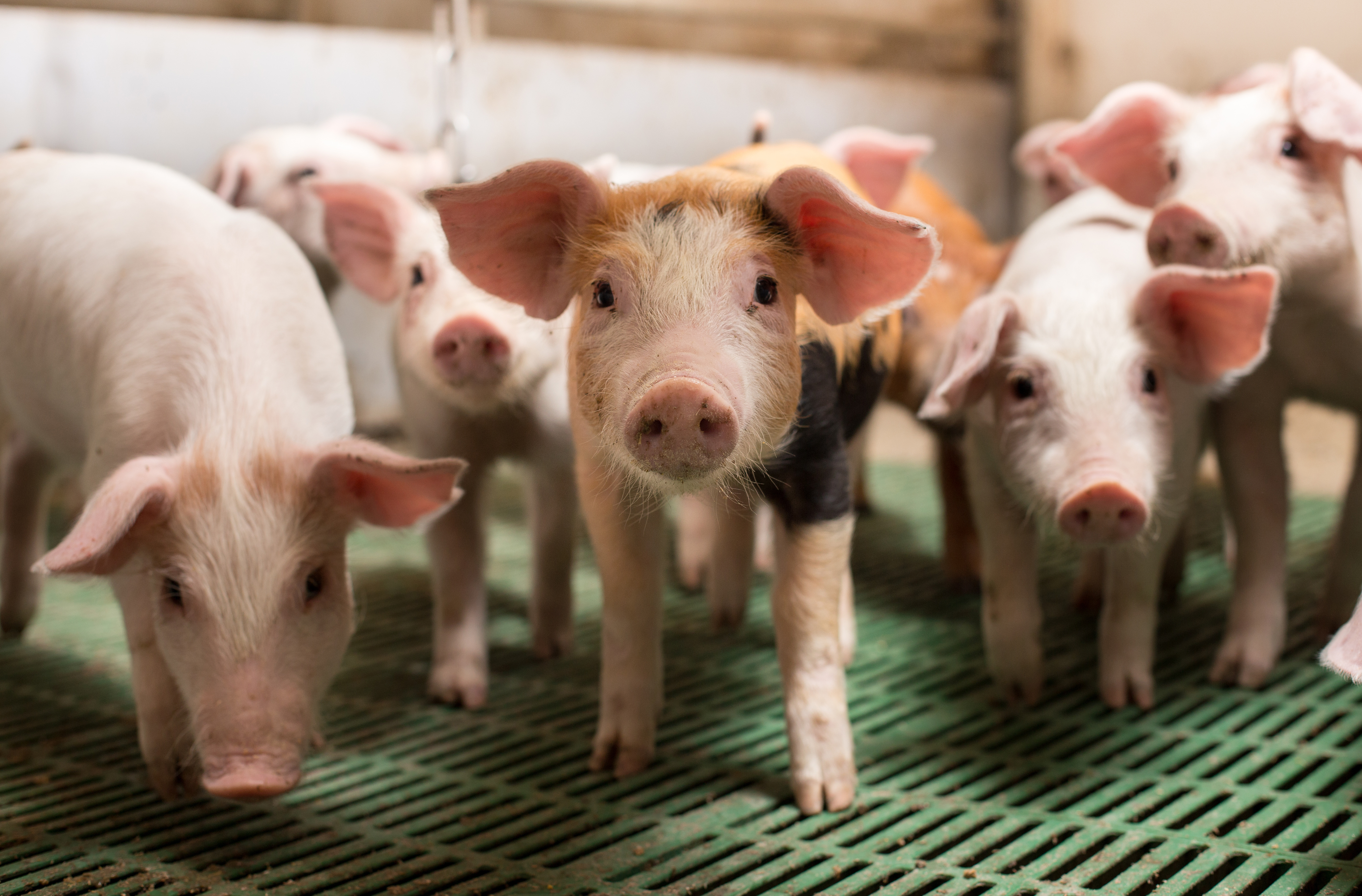 piglets on a slatted floor staring at the camera