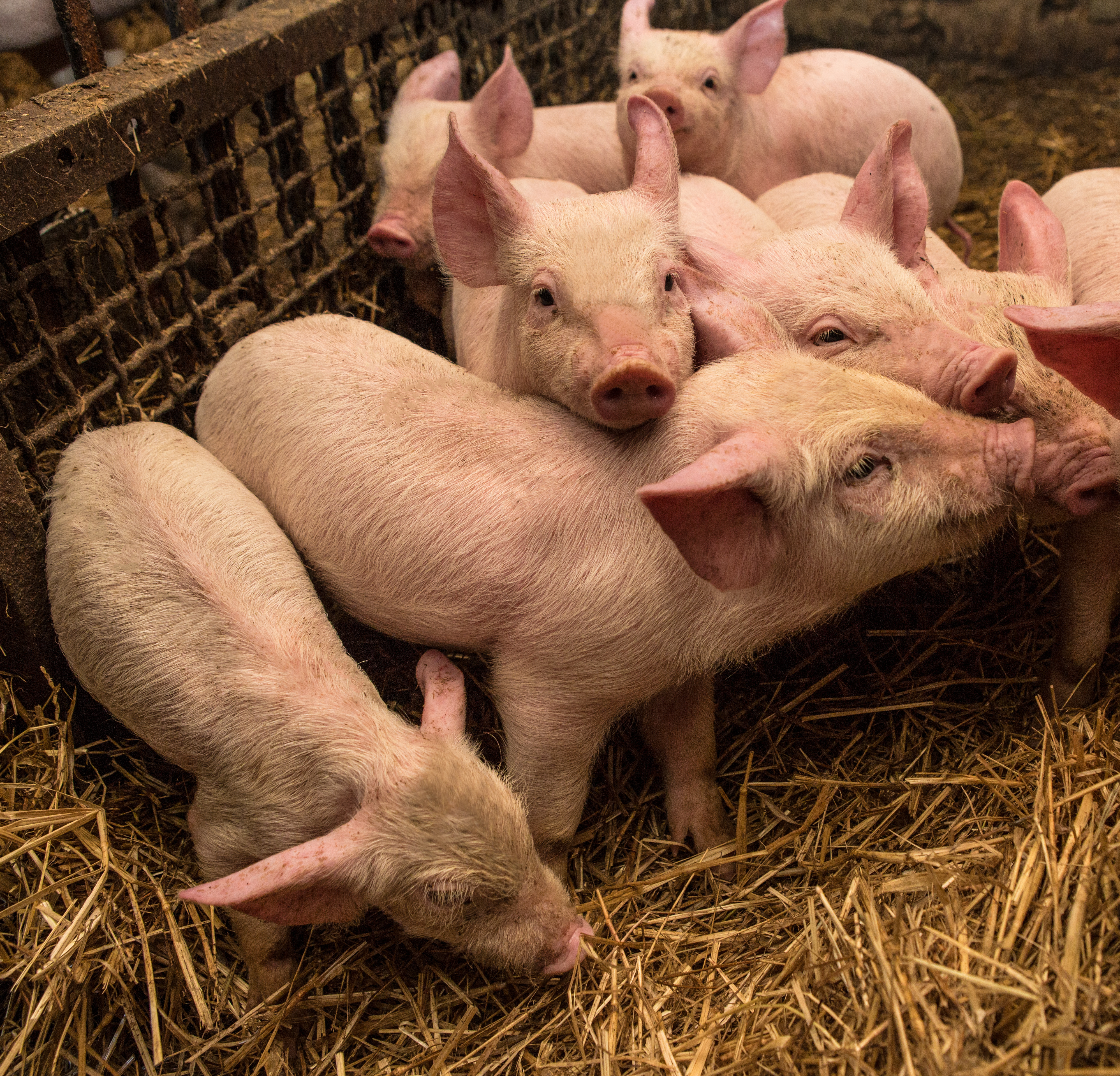 young pigs huddled together in a pen