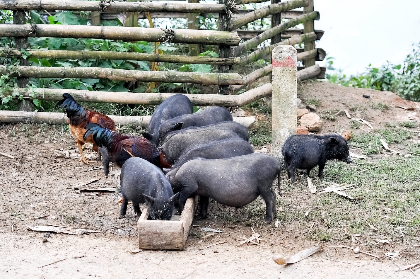 African swine fever surges across Vietnam, hits 28 provinces