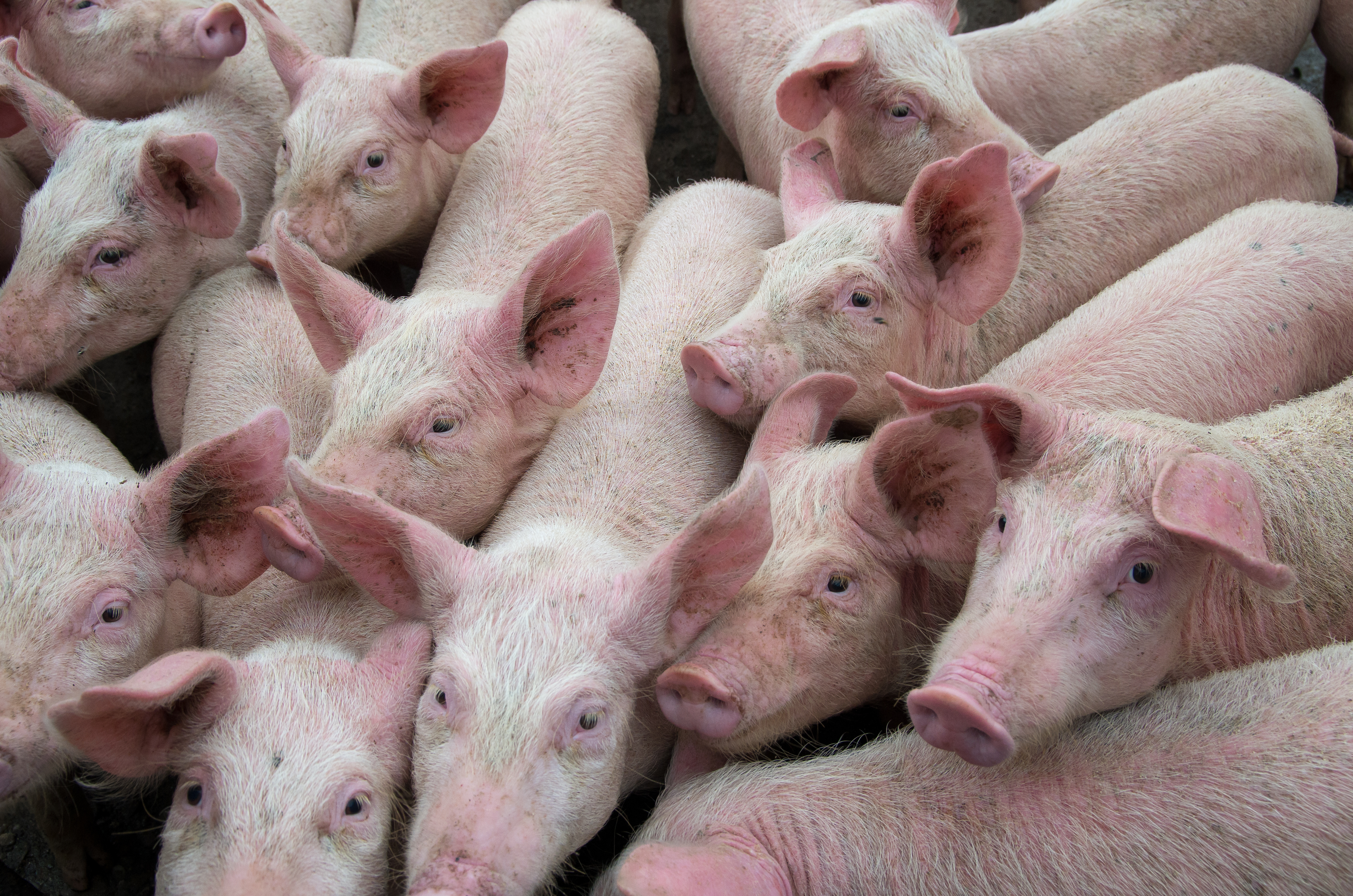 pigs standing close in a herd