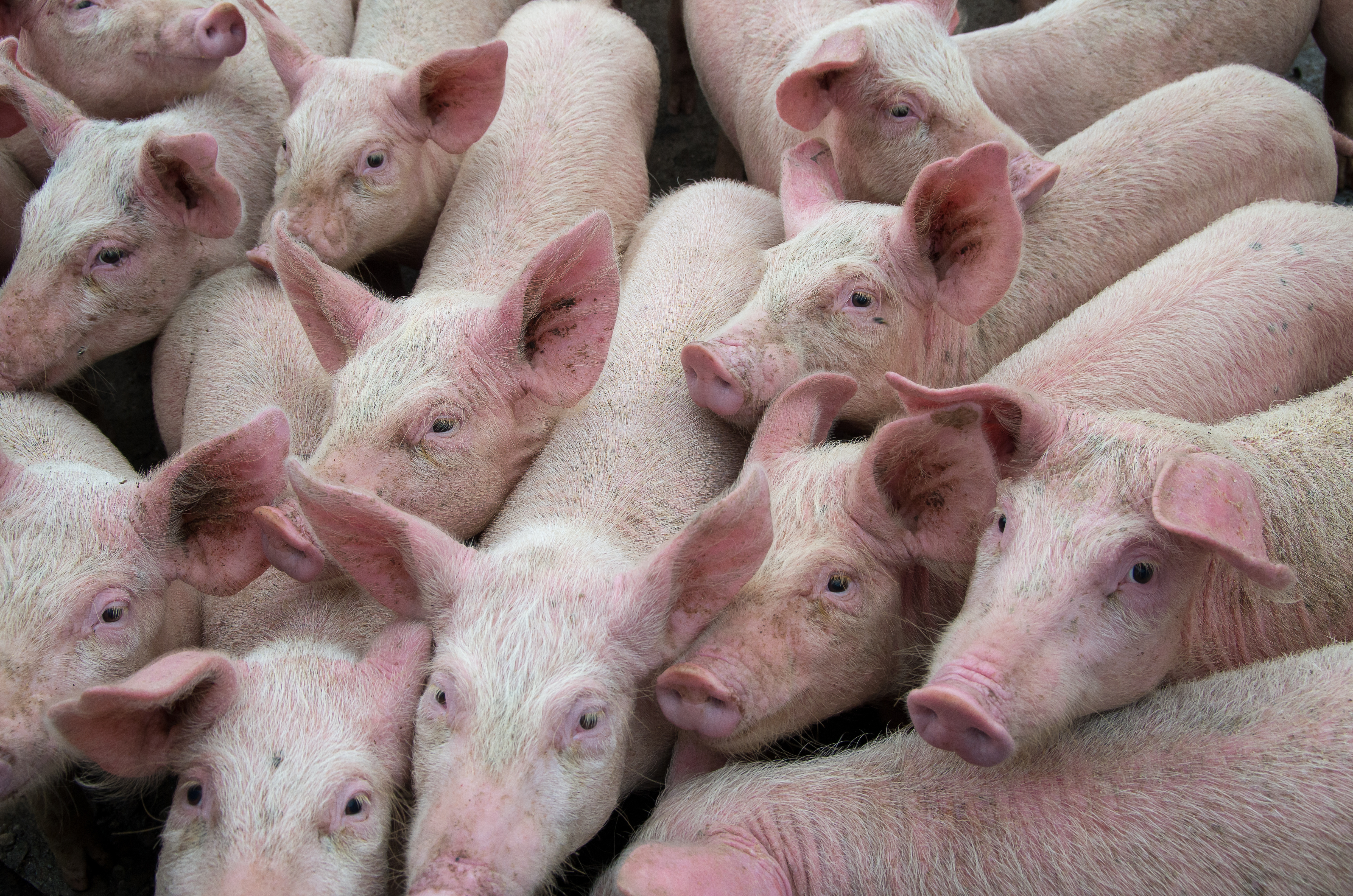 pigs huddle together in a pen