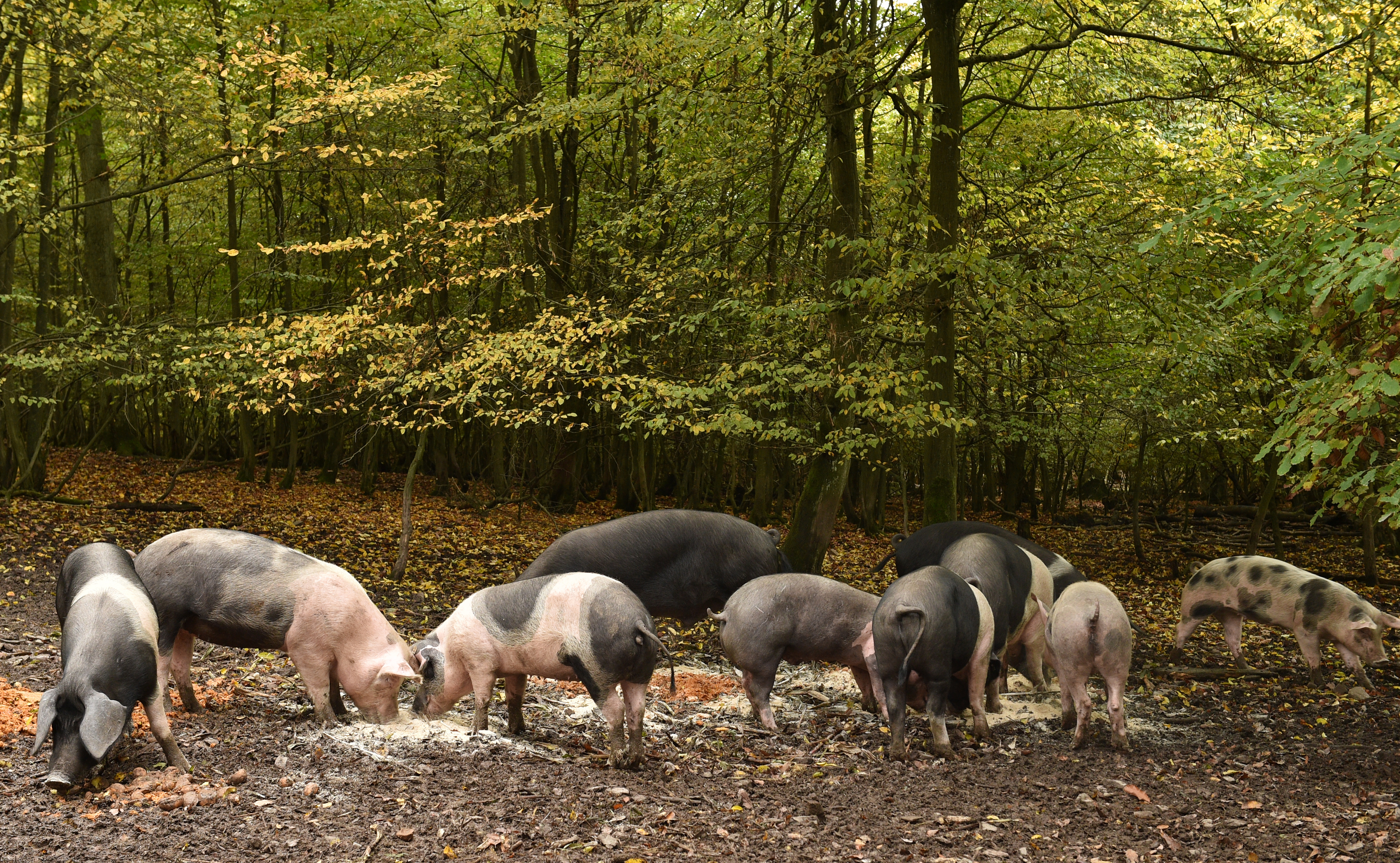 free range pigs eating in a forest