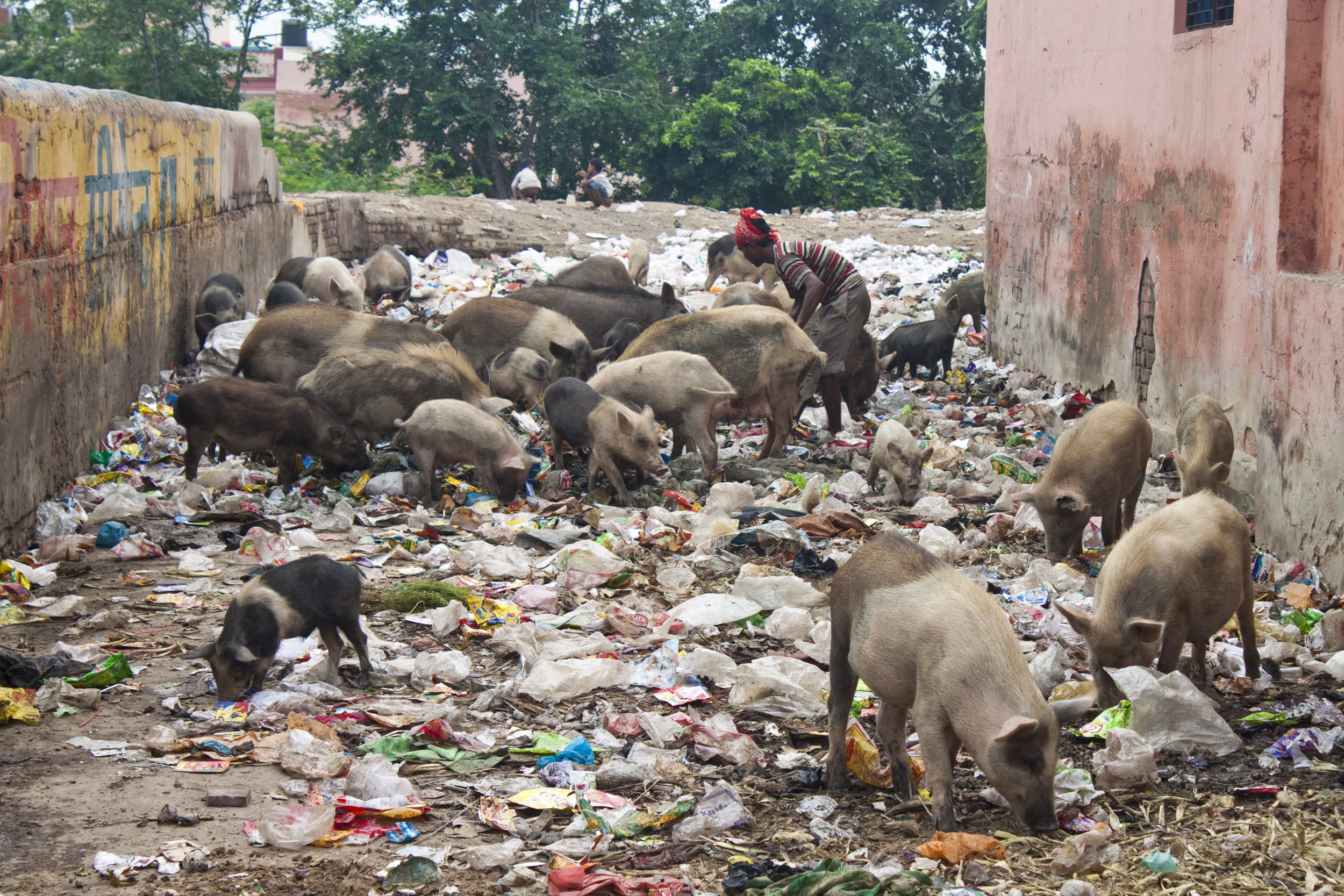 Most pig farmers in India belong to lower socio-economic strata and, due to the lack of regulations, disease occurrences can cause heavy economic losses in terms of production