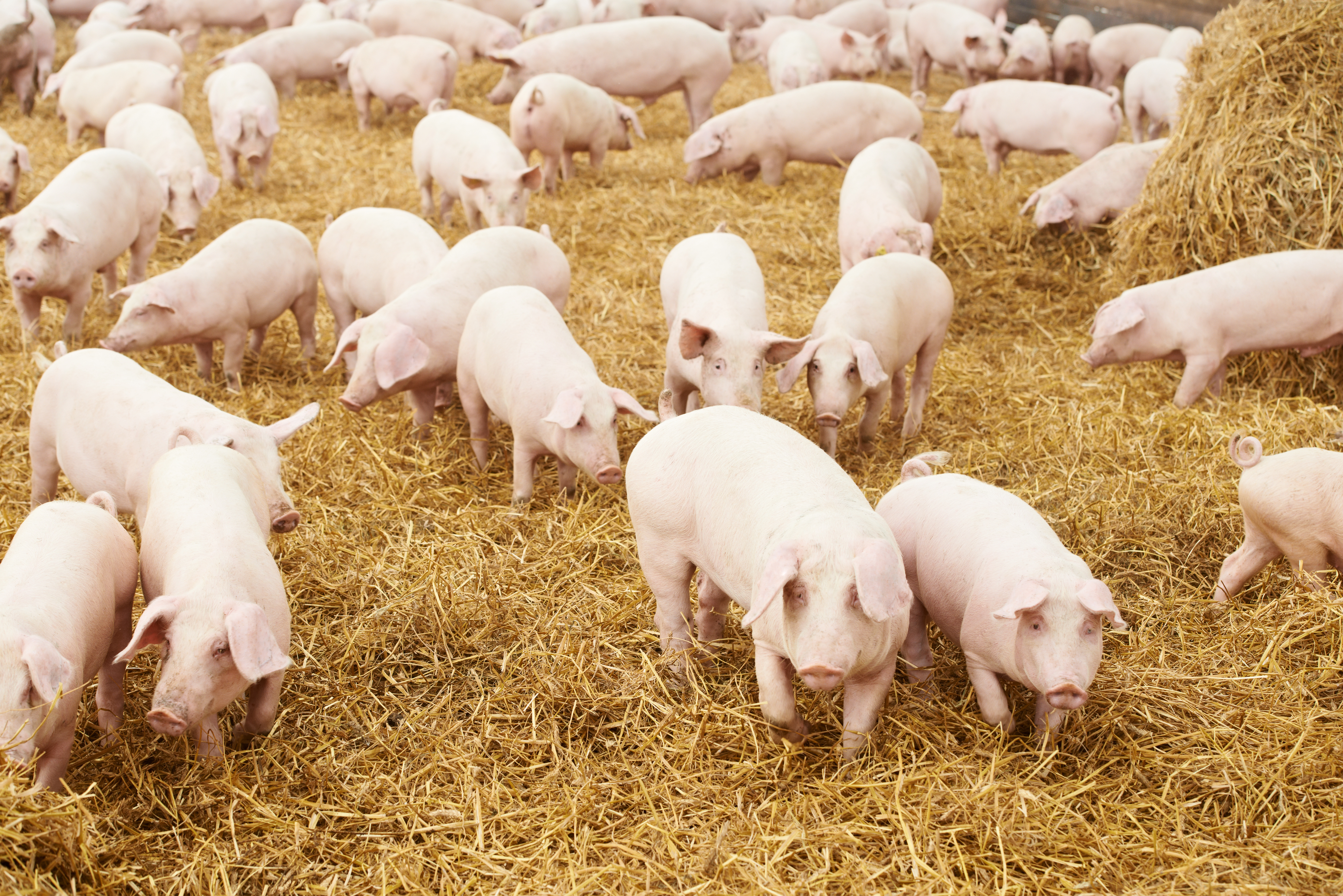 Среди свиней. Свиноферма. Свина ферма. Стадо свиней. Животноводство свиноводство.