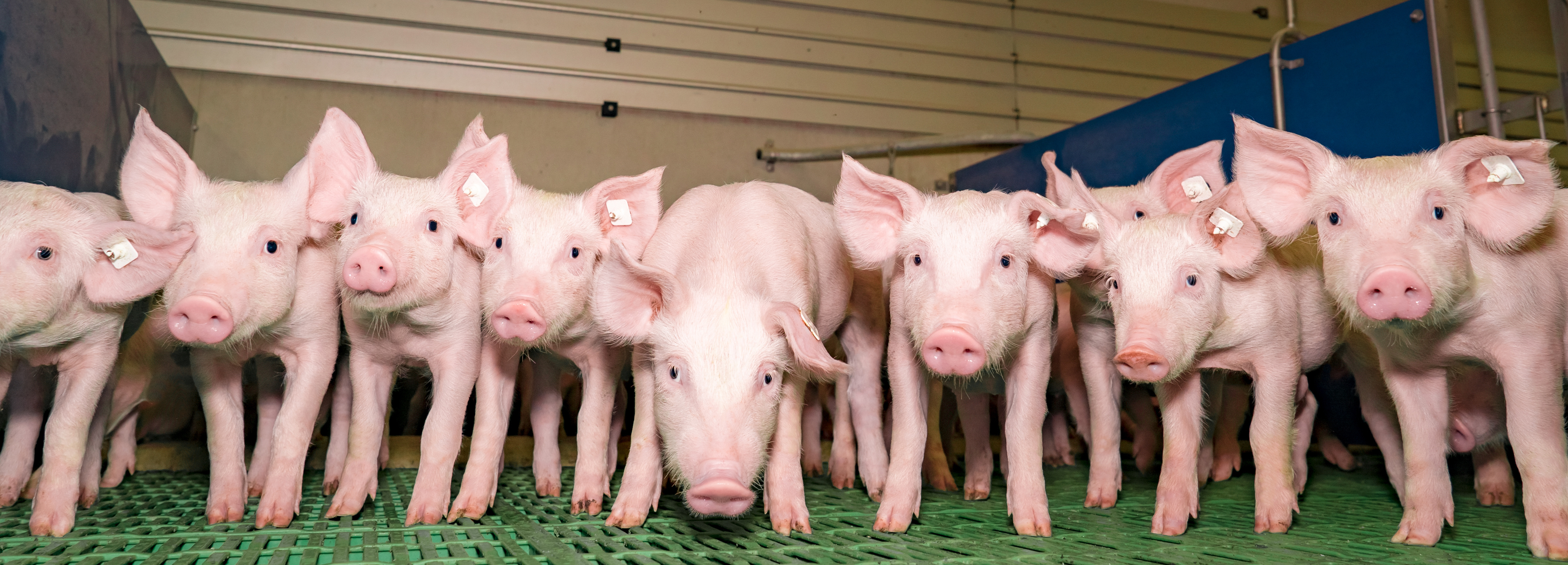 The US currently houses around 6 million pigs. Without genetic improvement, Americans would need to raise 15 million pigs to produce the same amount of meat.