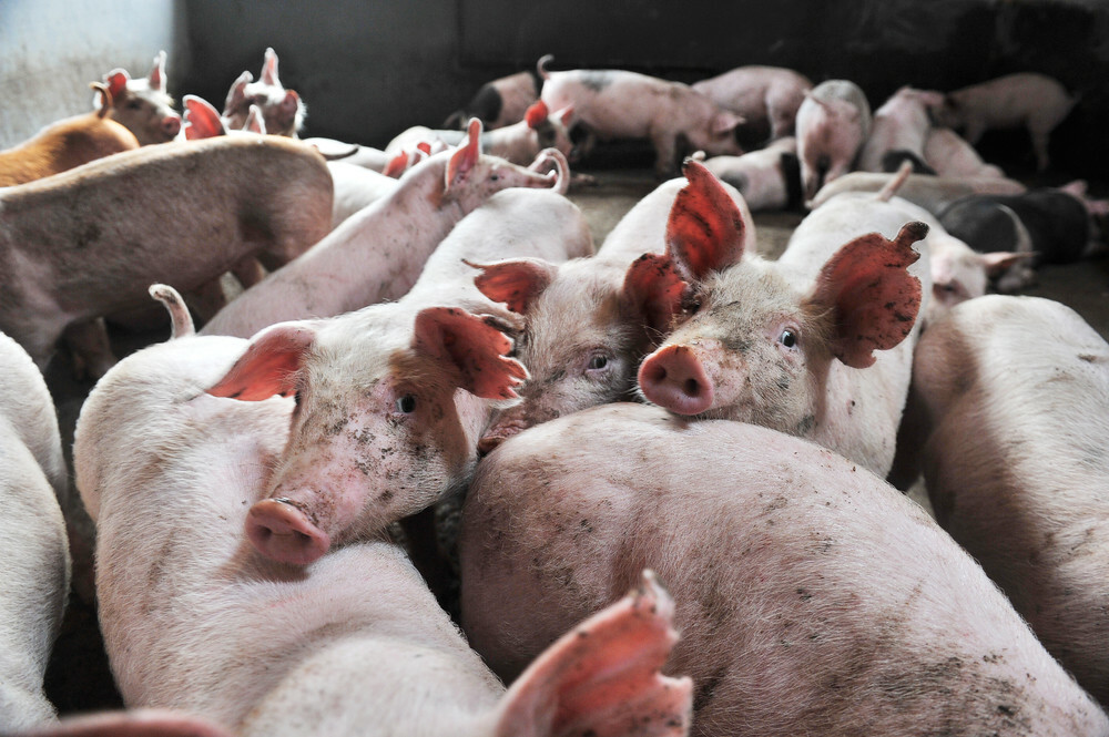 October lean hog futures finish down – CME