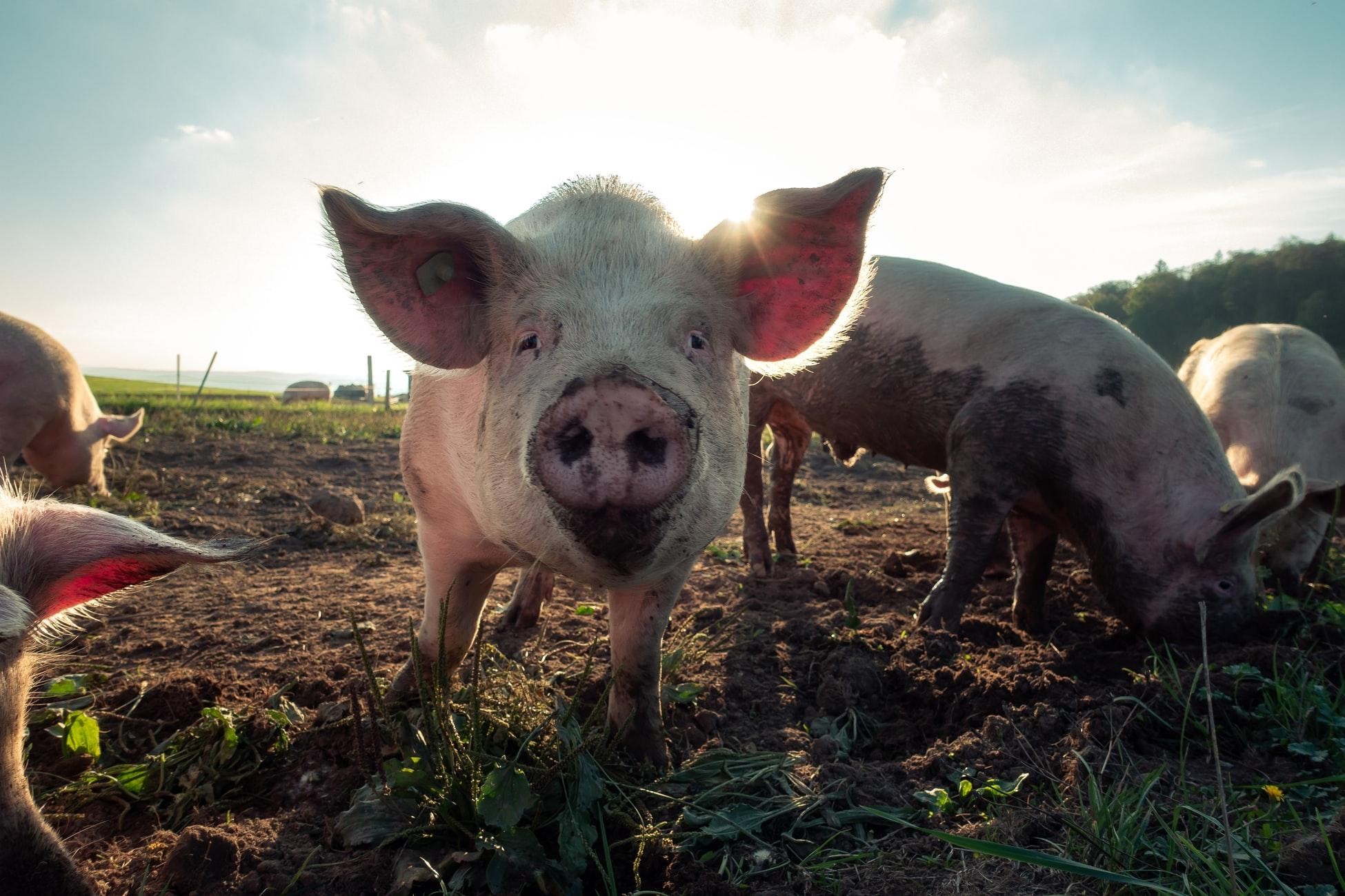 pigs outdoors in organic farm
