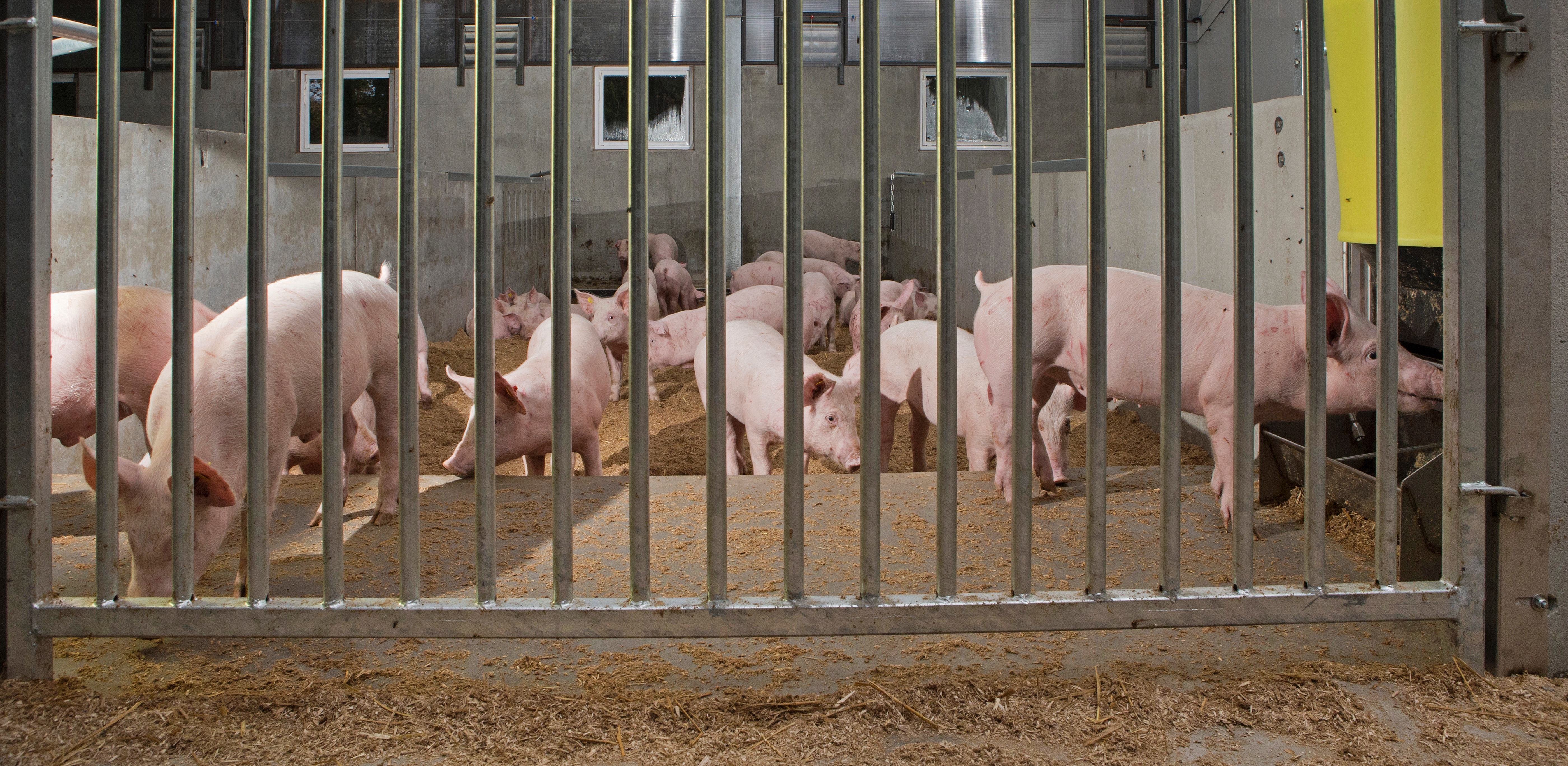 pigs housed indoors investigating their pen