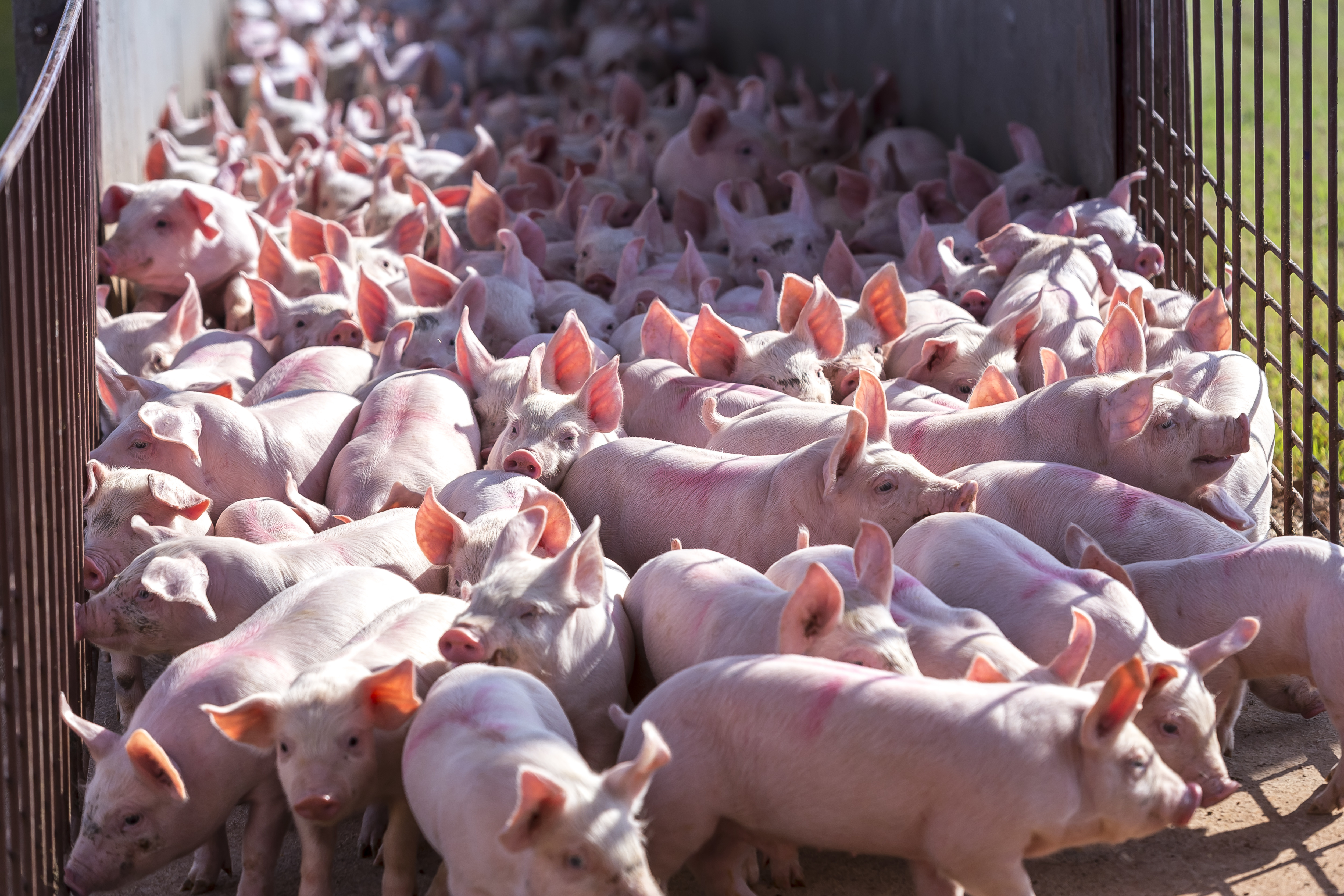 Many pigs in an outdoor run