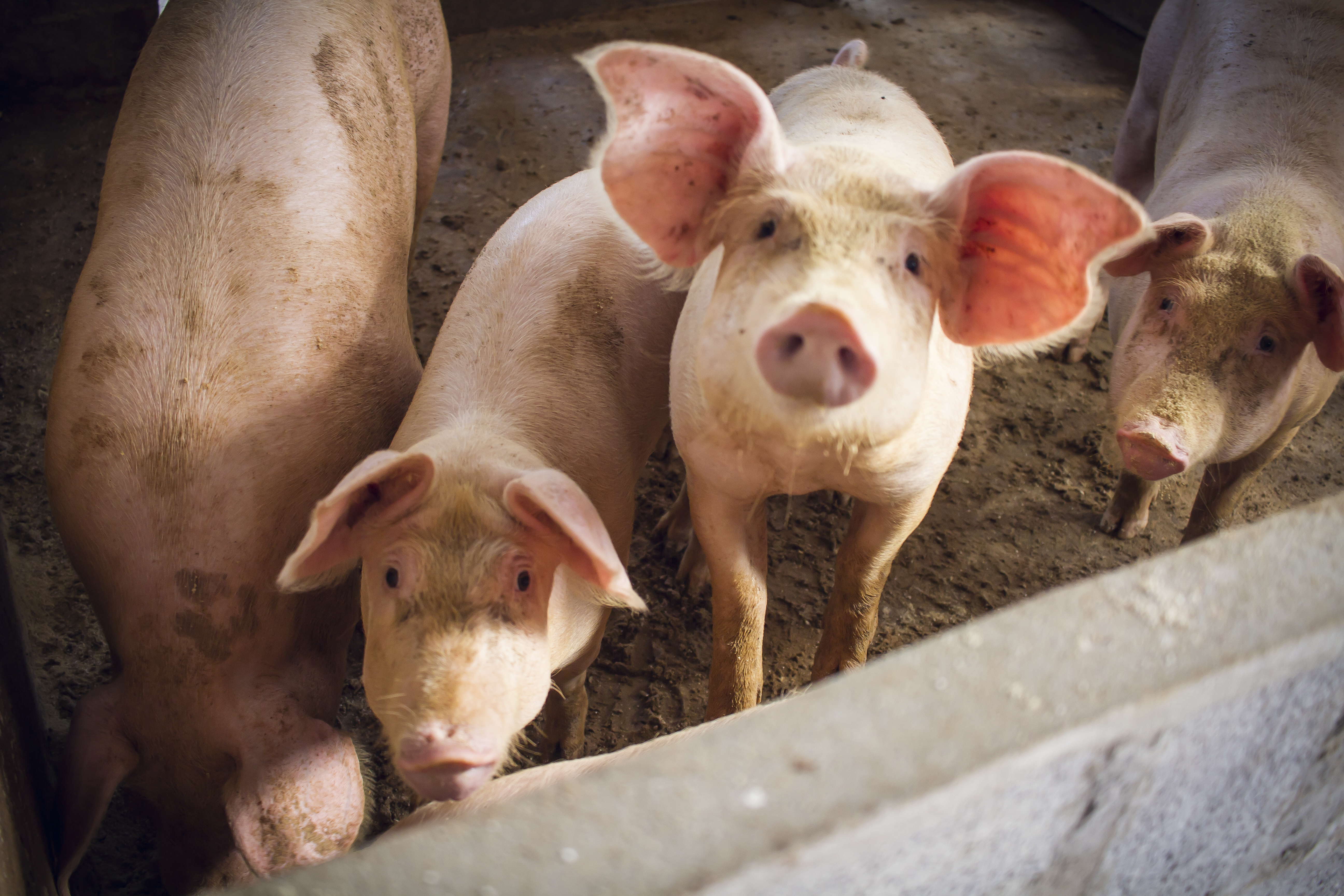 pigs in an indoor, dirt-floor pen