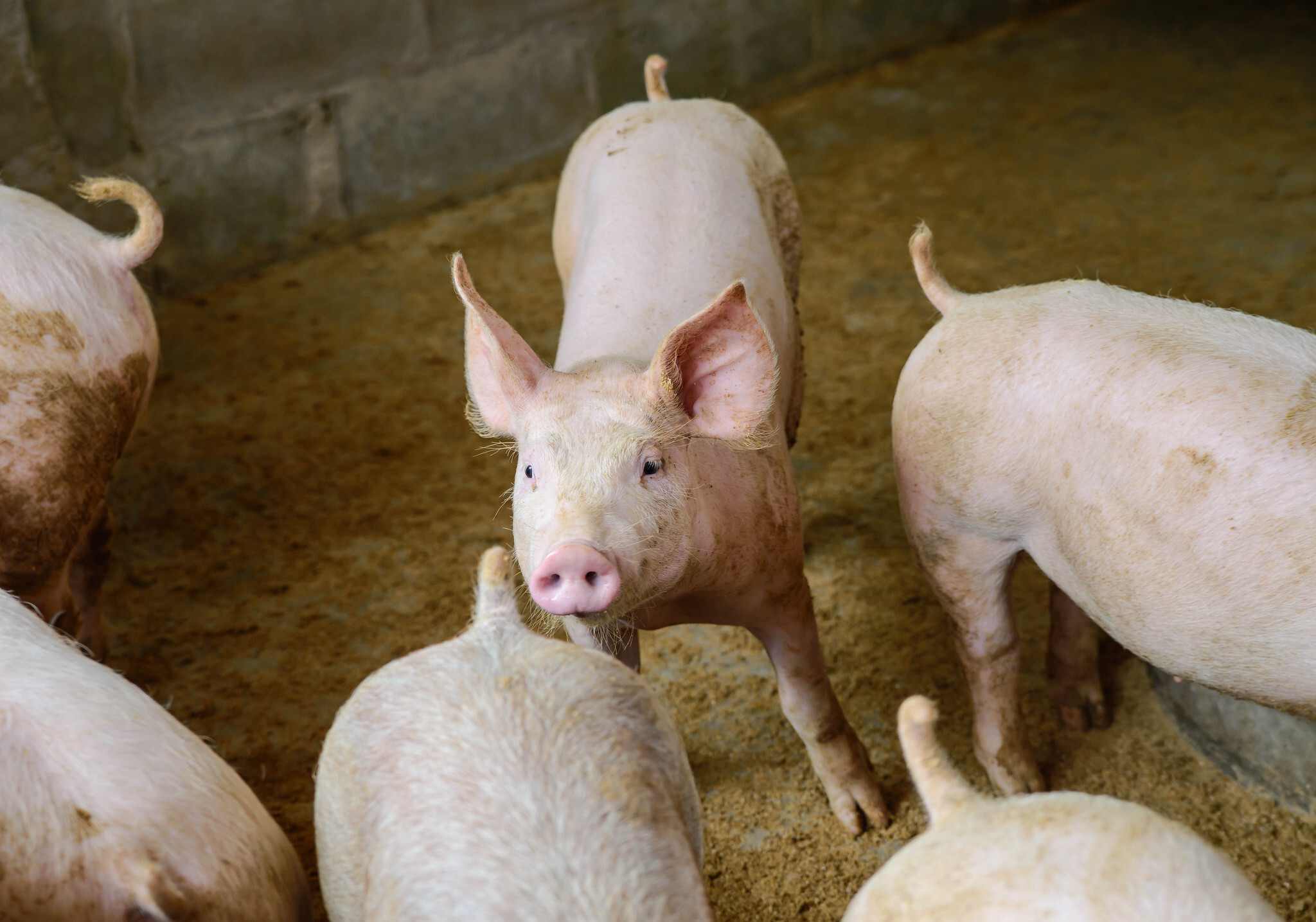 Contraction of Canadian swine herd continues – GAIN