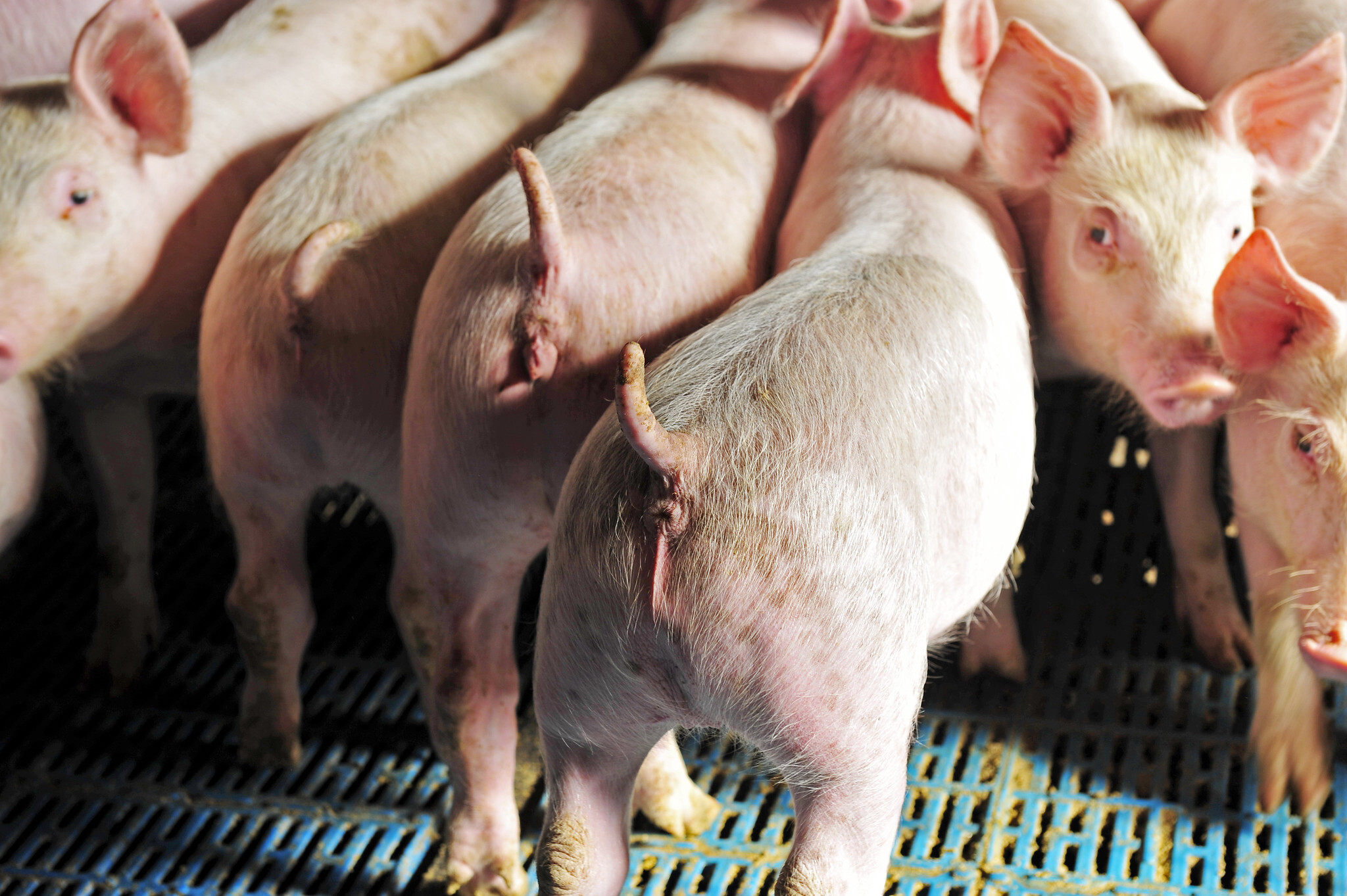 Lean hog futures end upper – CME