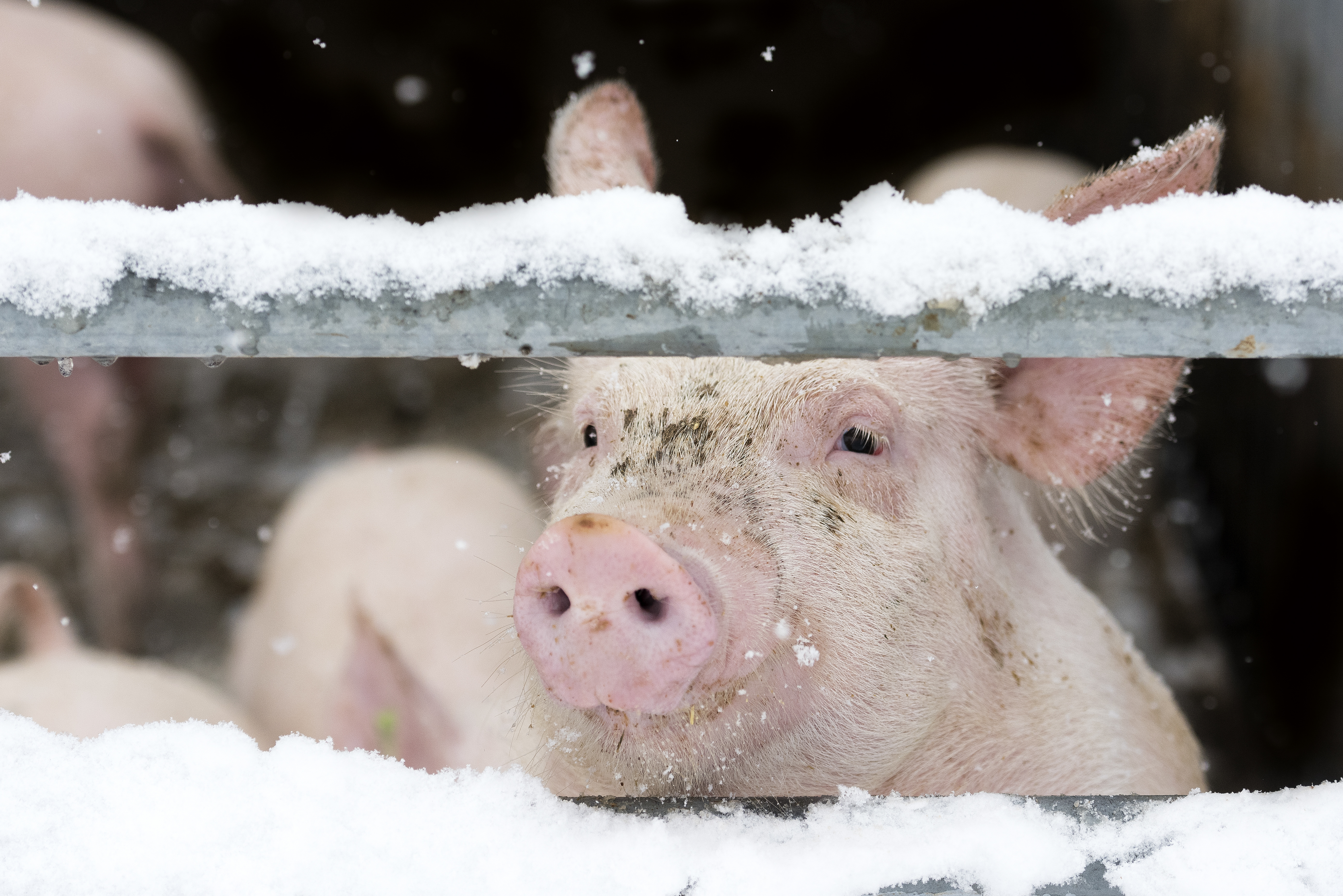pig looking through a gate in the snow