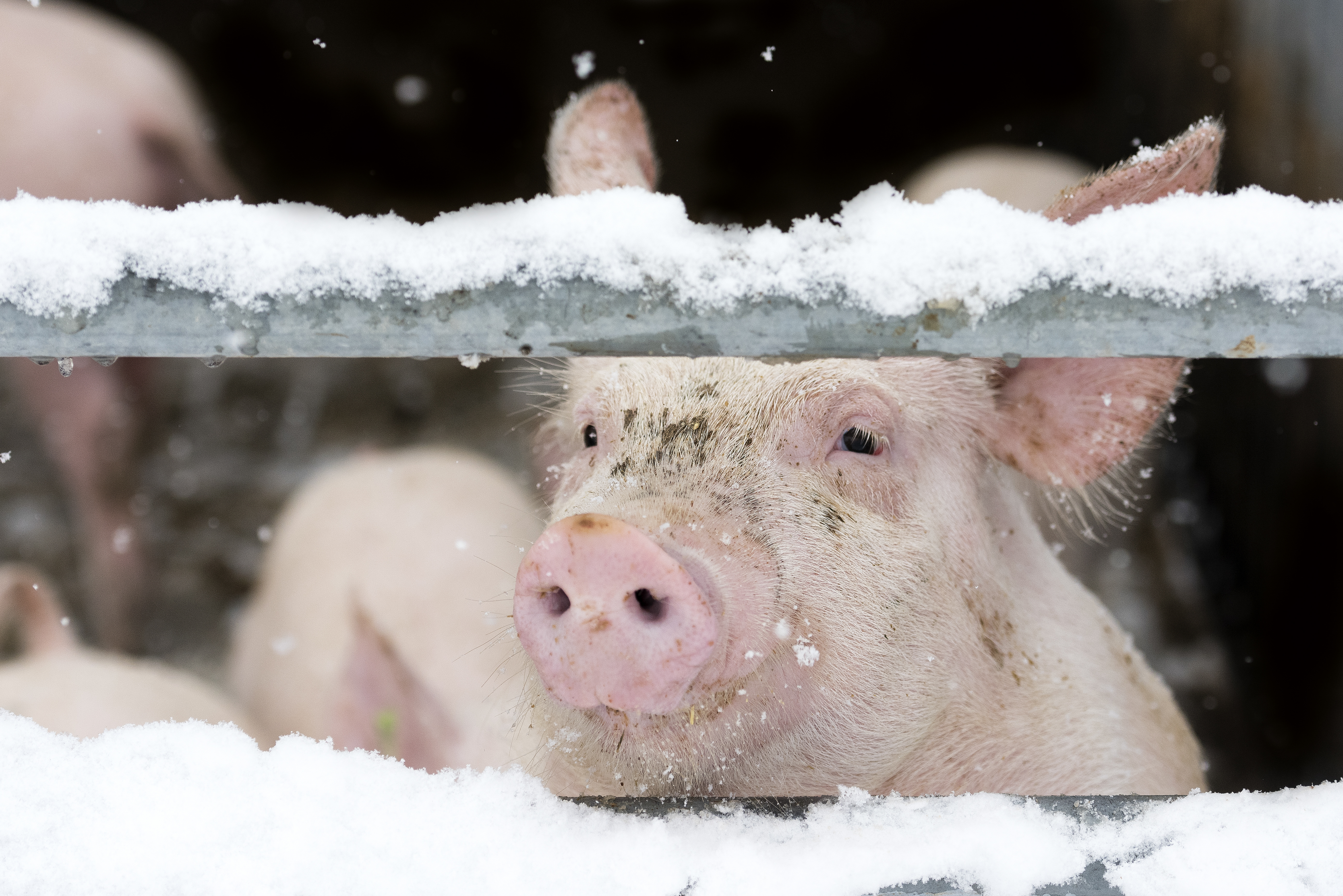 pig in a barn looking out through the rails at the snow