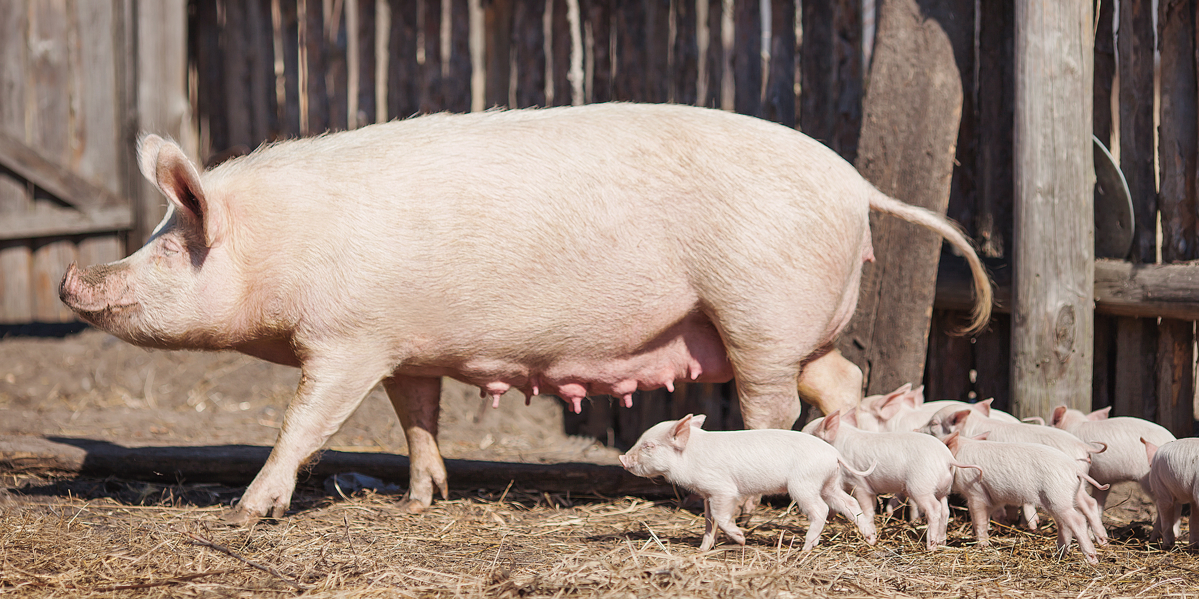 This pig breeding guide from the FAO provides small scale or backyard farme...
