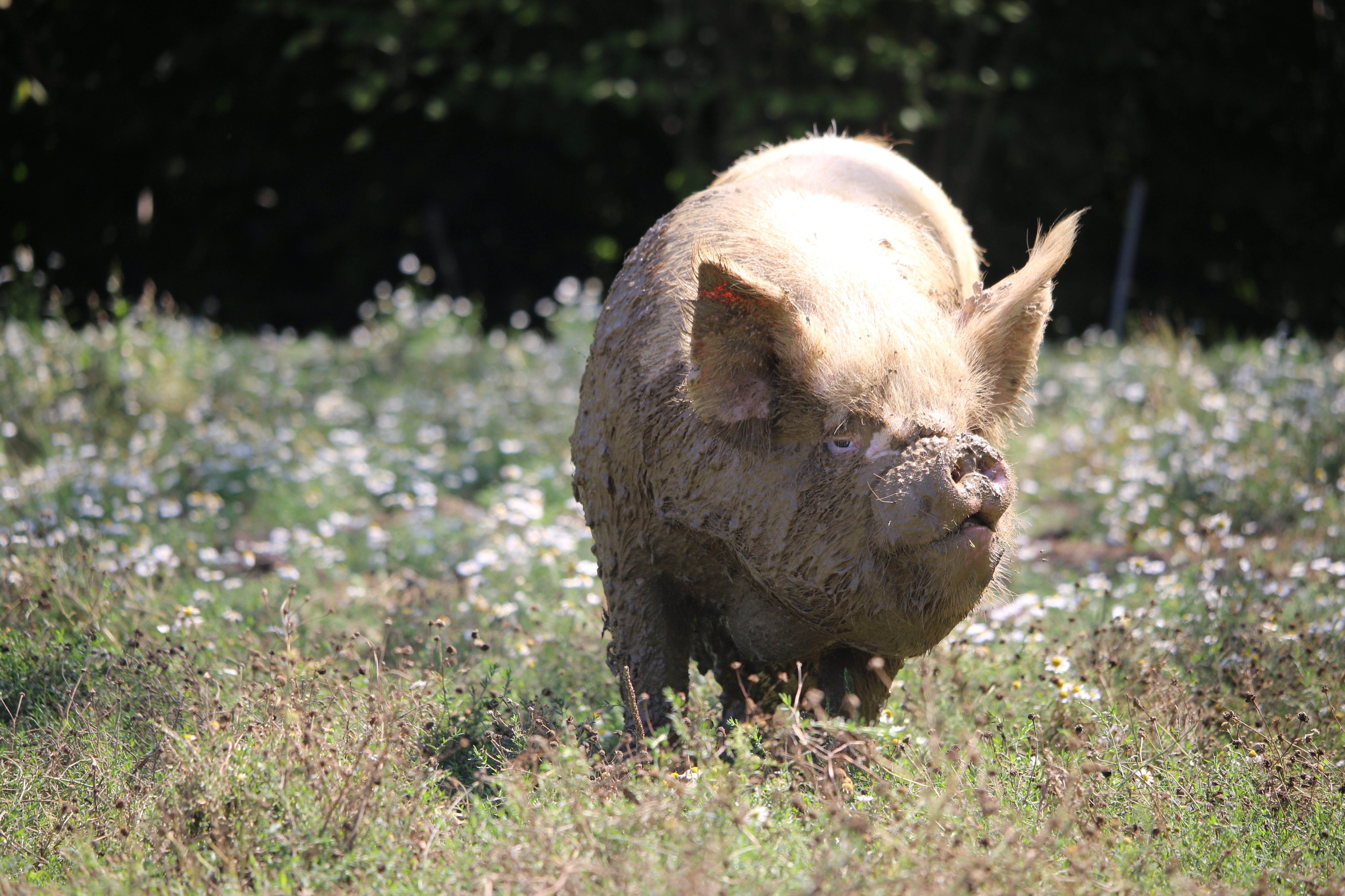 pig foraging in a wildflower meadow regenerative farming