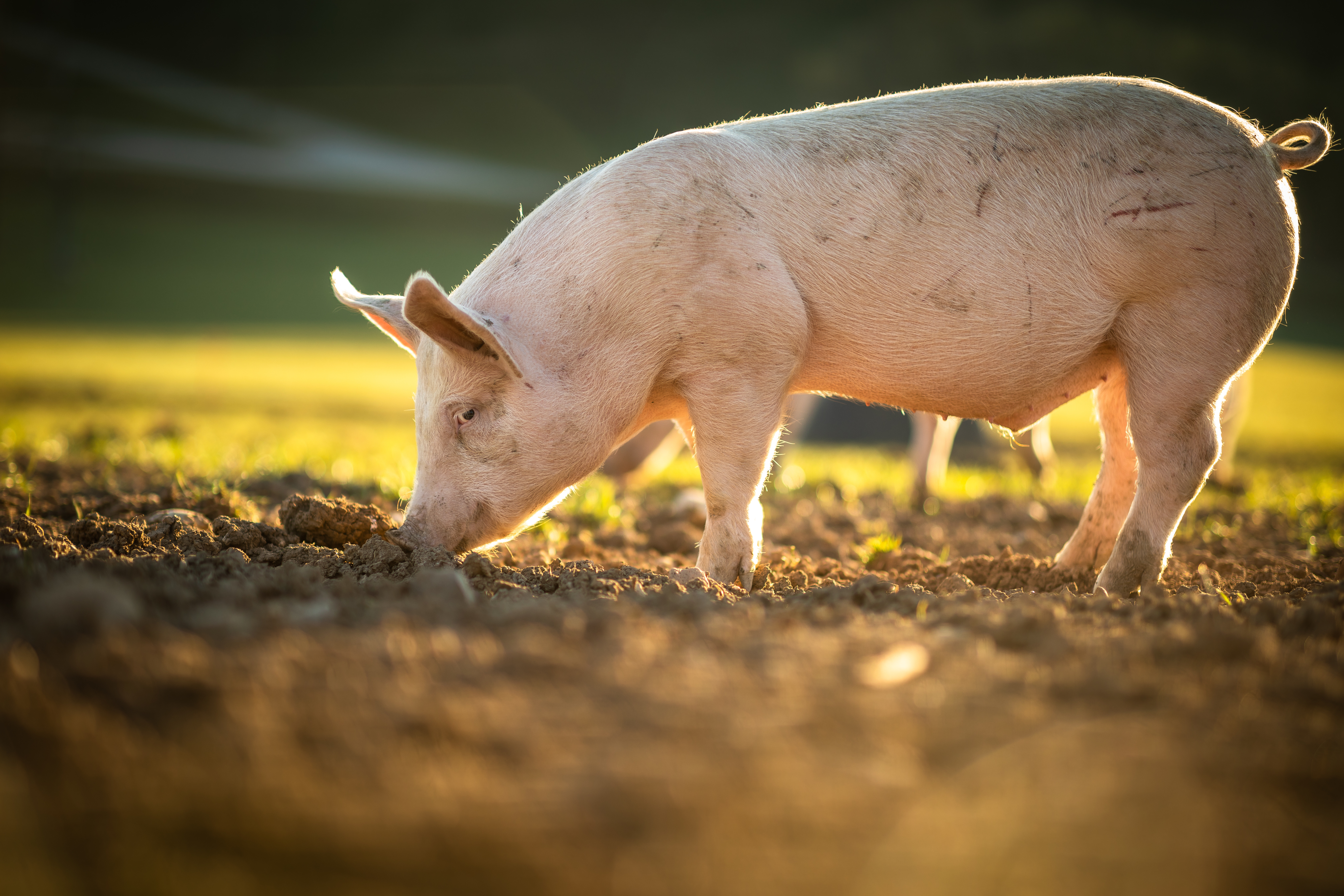 young pig outdoors