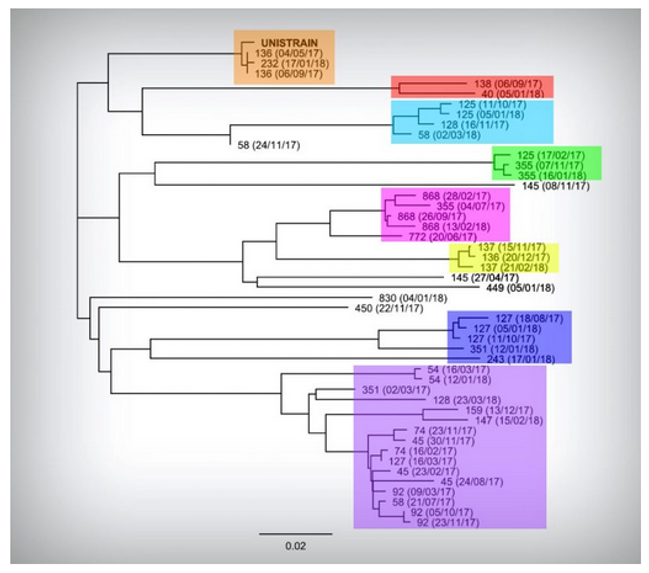 Figure 2. Phylogenetic analysis of the PRRSv strains sequenced.