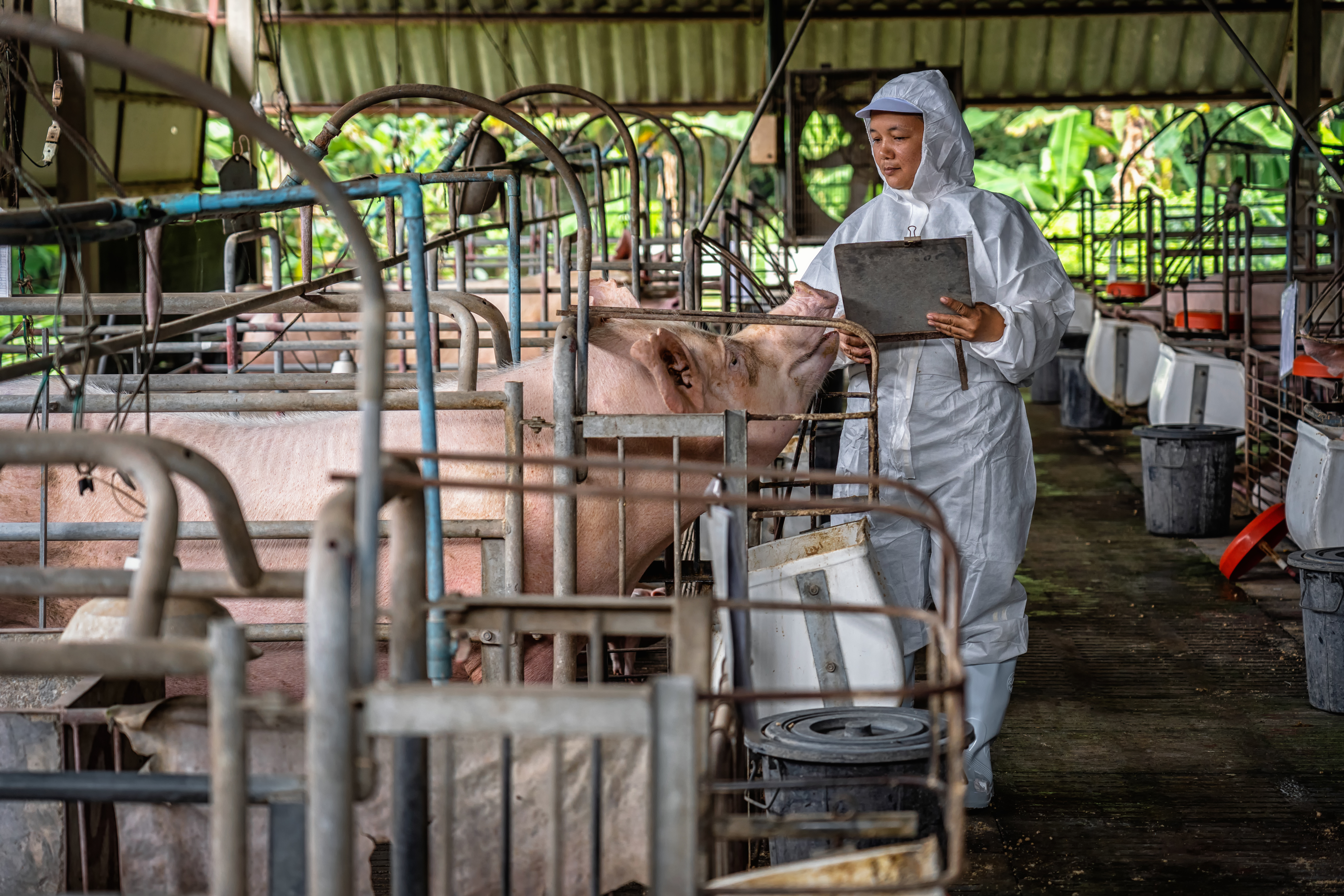 Swine vet examining a pig in a crate