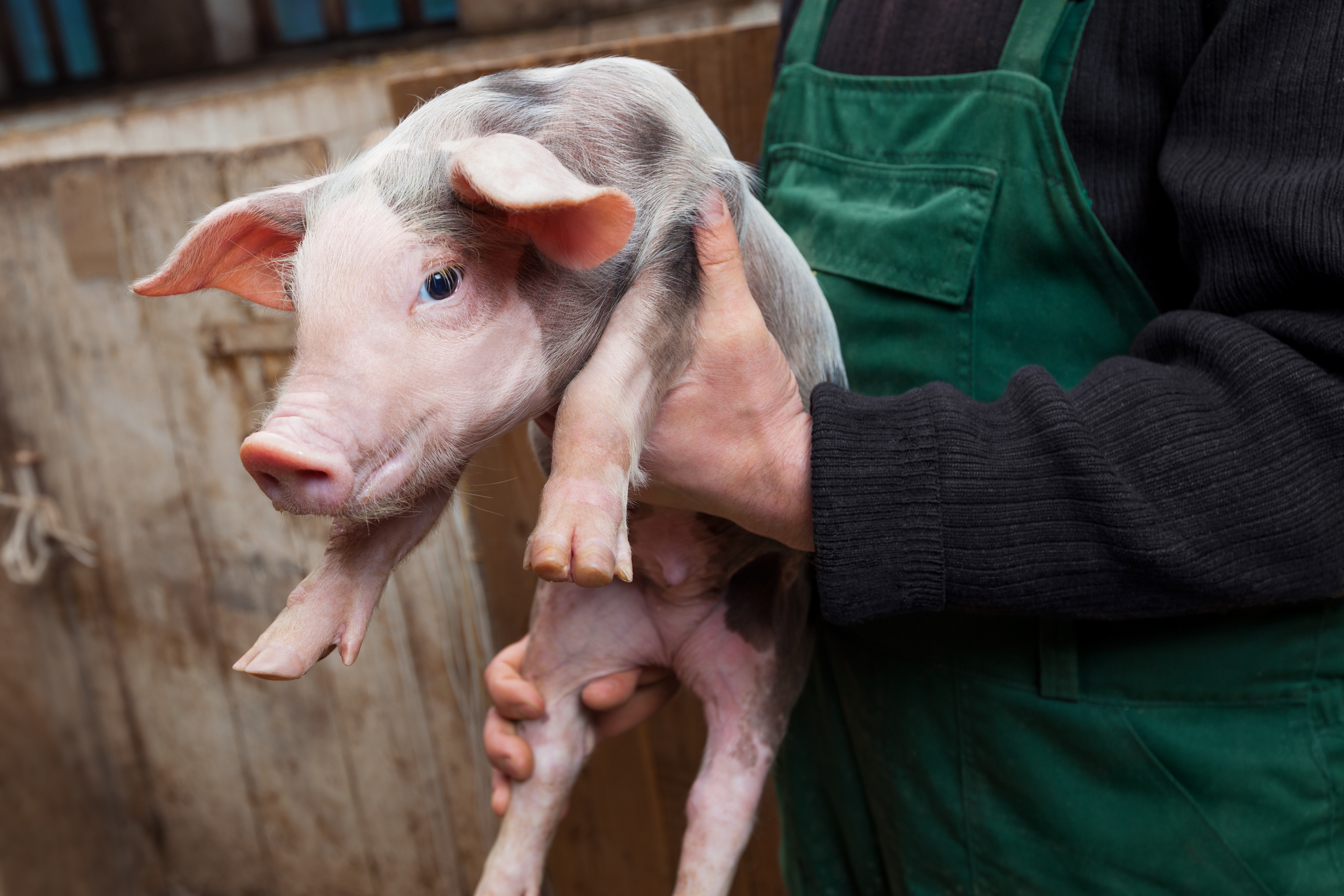 farmer holding a piglet