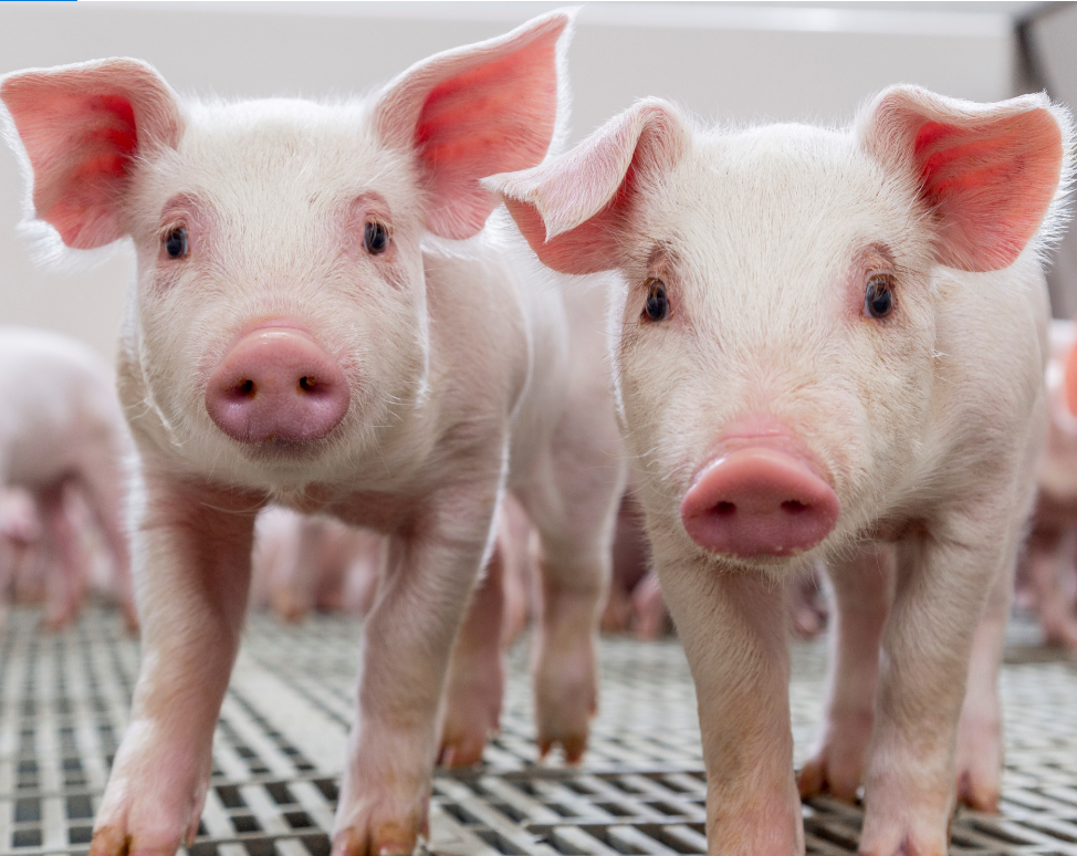 Белый поросенок. Розовый поросенок. Свинья. Две свиньи. Розовый поросенок.