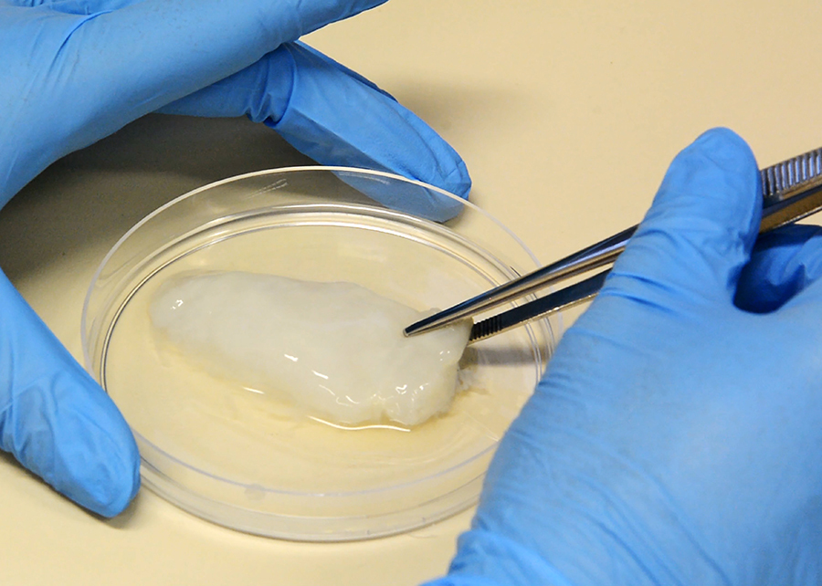 Brazil: at the leading edge of cultured meat construction