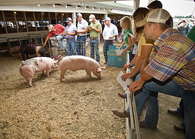 Outdoor hog market in the US