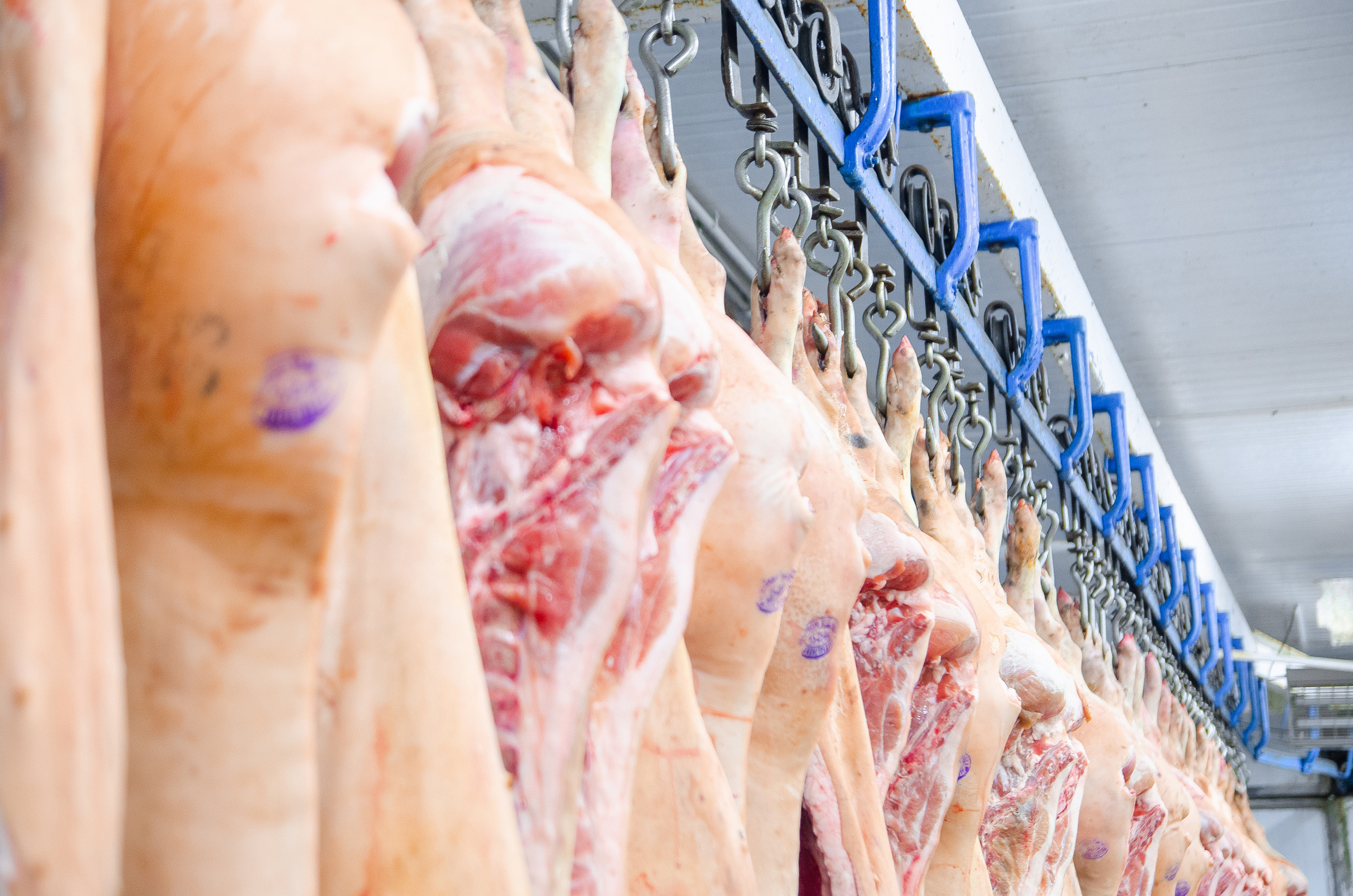 Sides of pork in a freezer