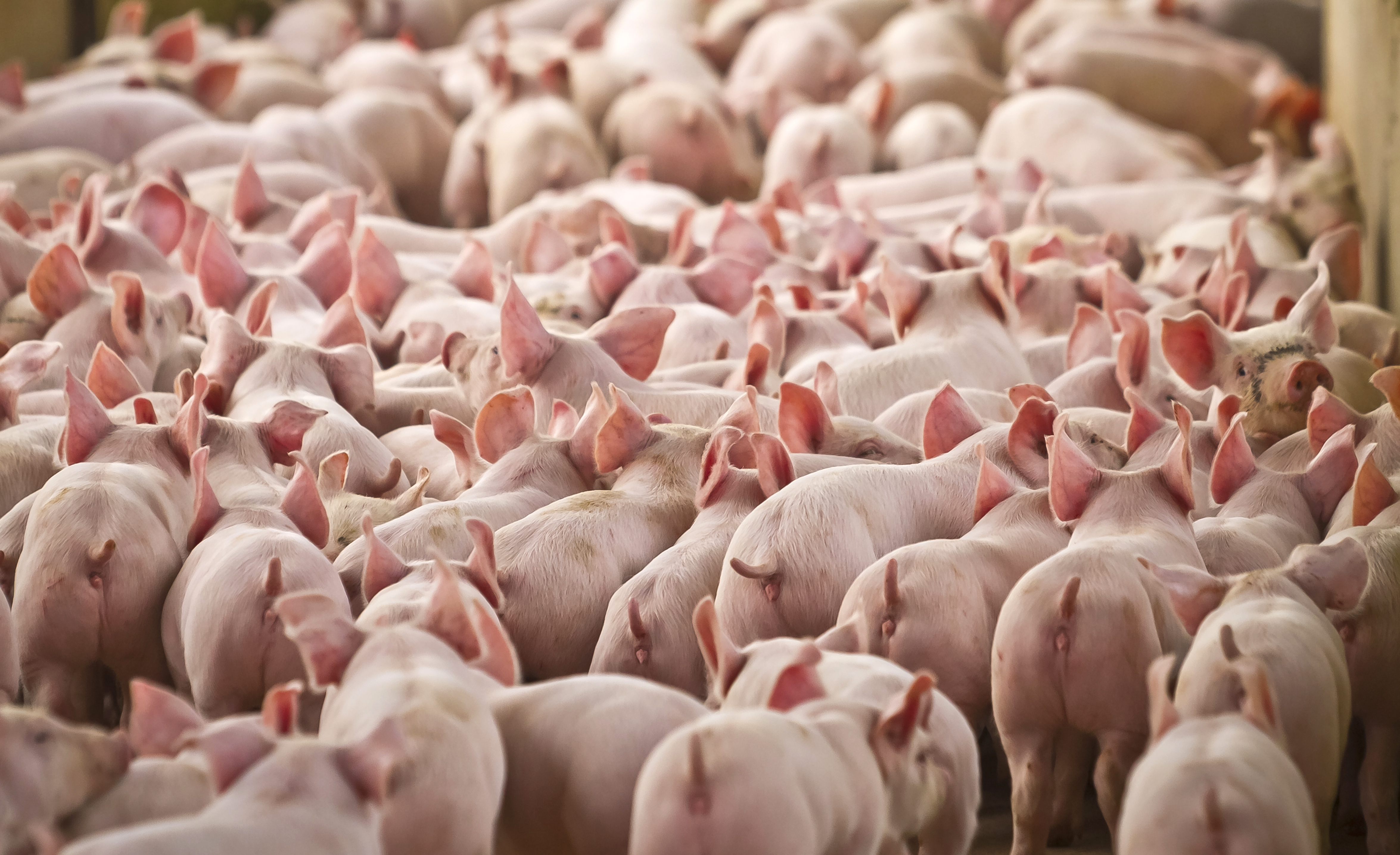 herd of white pigs running out of a barn