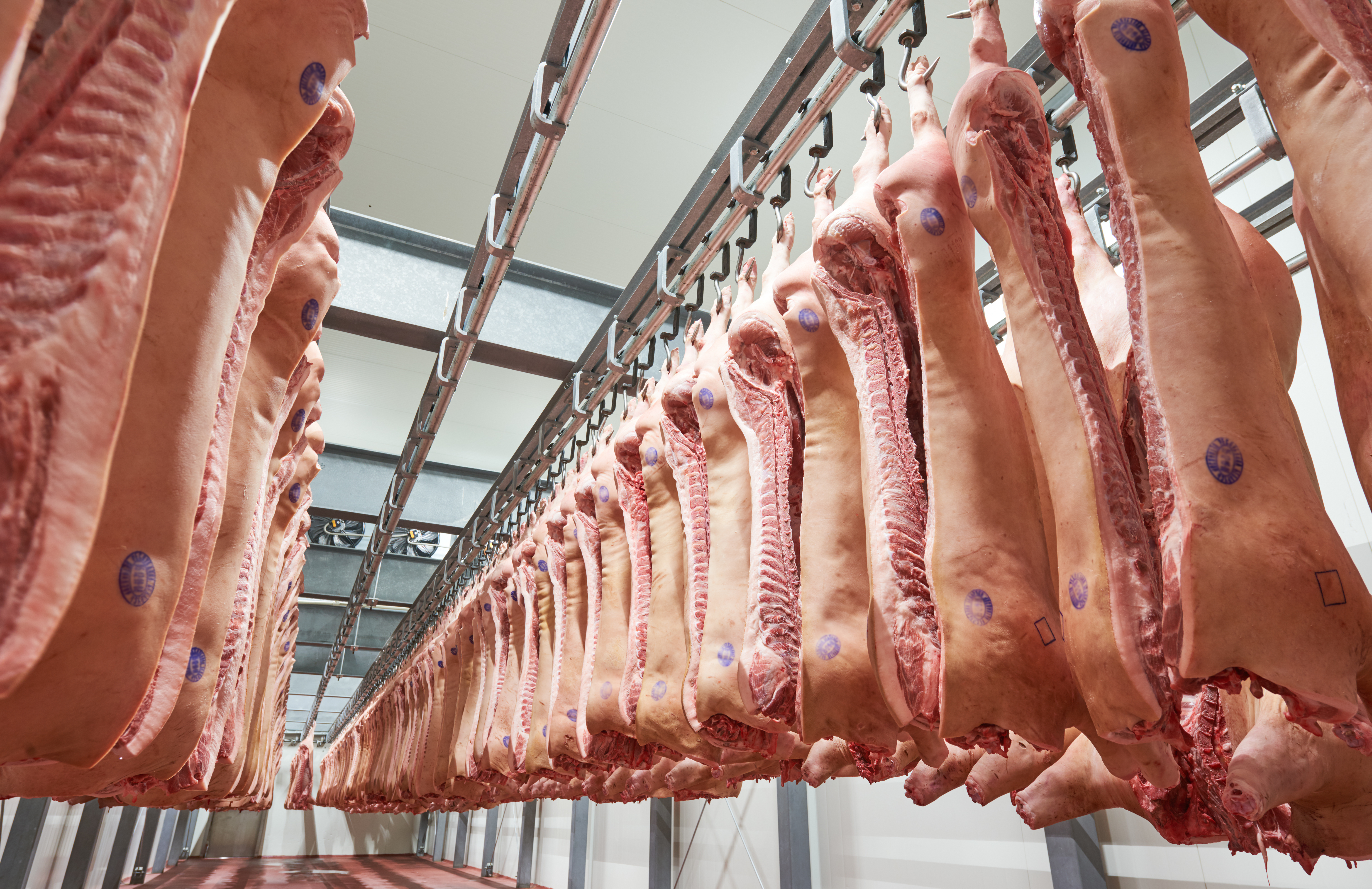 Frozen pork sides hanging in a butcher's freezer