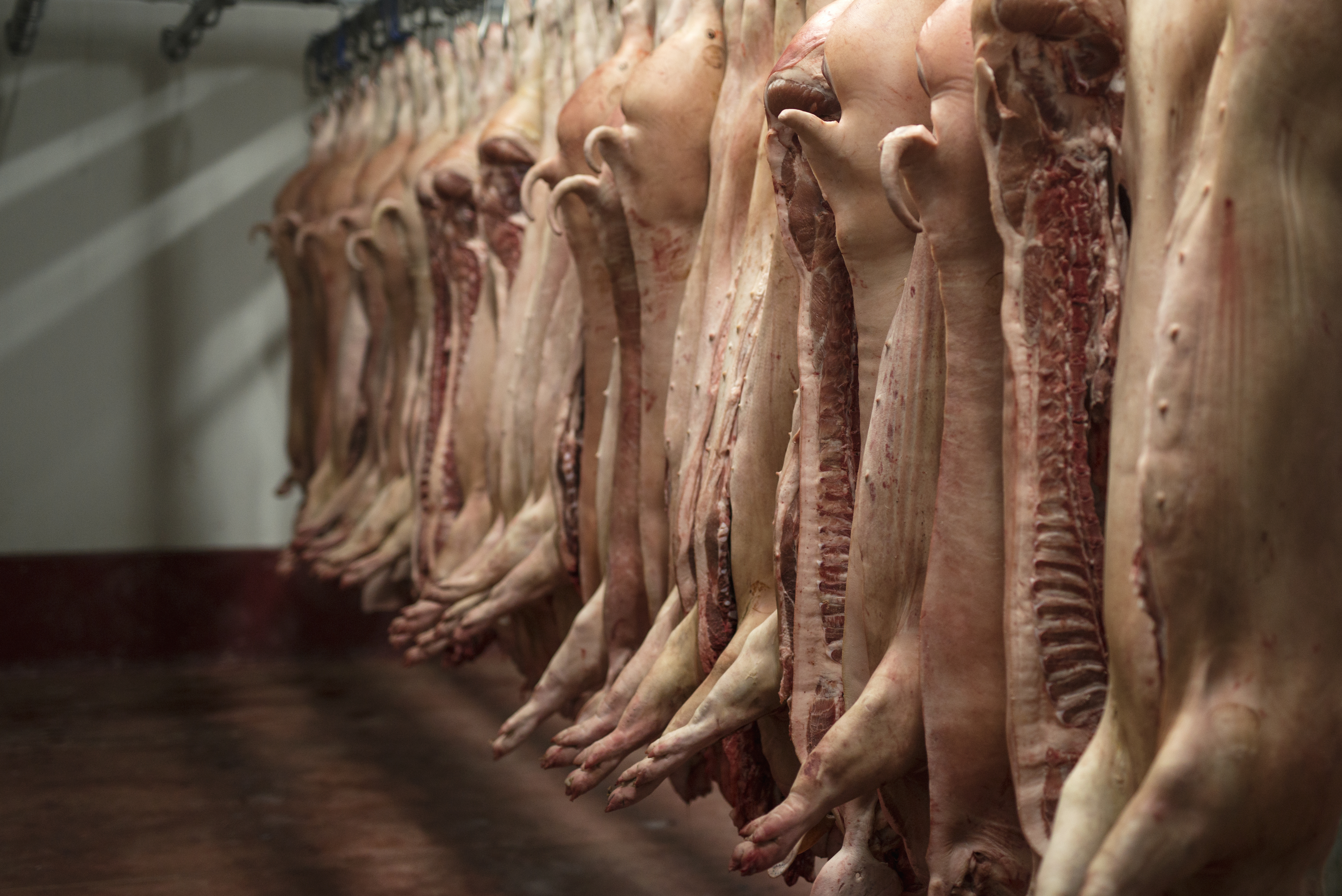 Frozen sides of pork hanging in a freezer