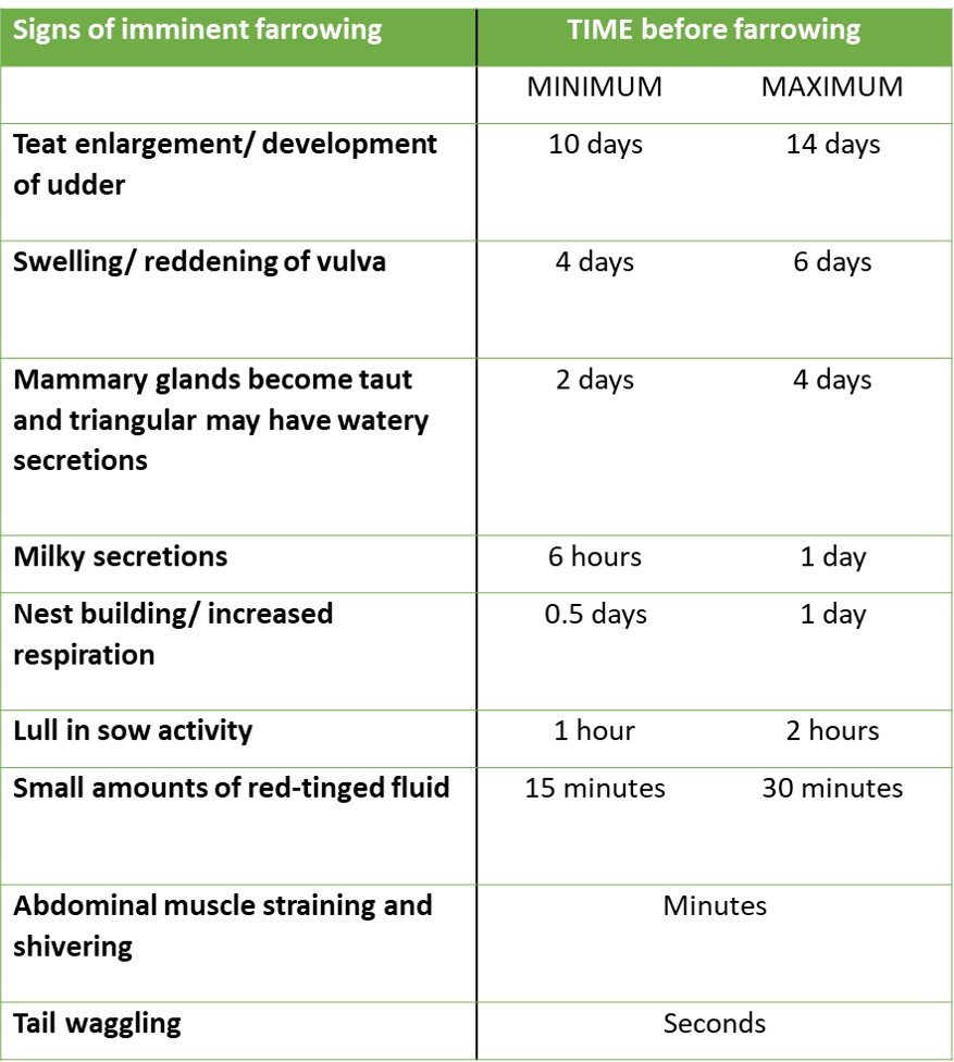 The signs and timeline of imminent farrowing