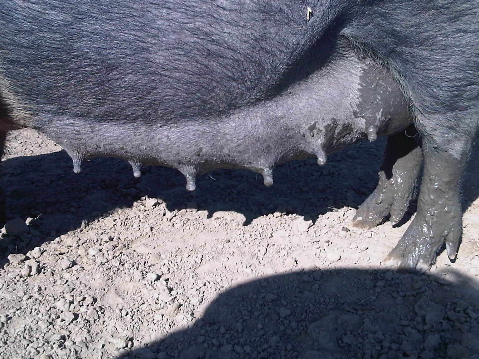 Approximately two weeks prior to the actual date, the sows teats enlarge and there is an increase in prominent veins in the udder due to an augmented blood supply to the area