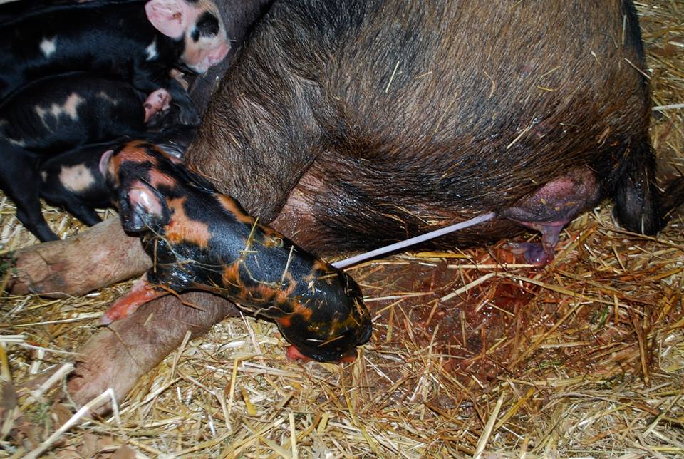 Newborn piglets are still attached to their umbilical cord