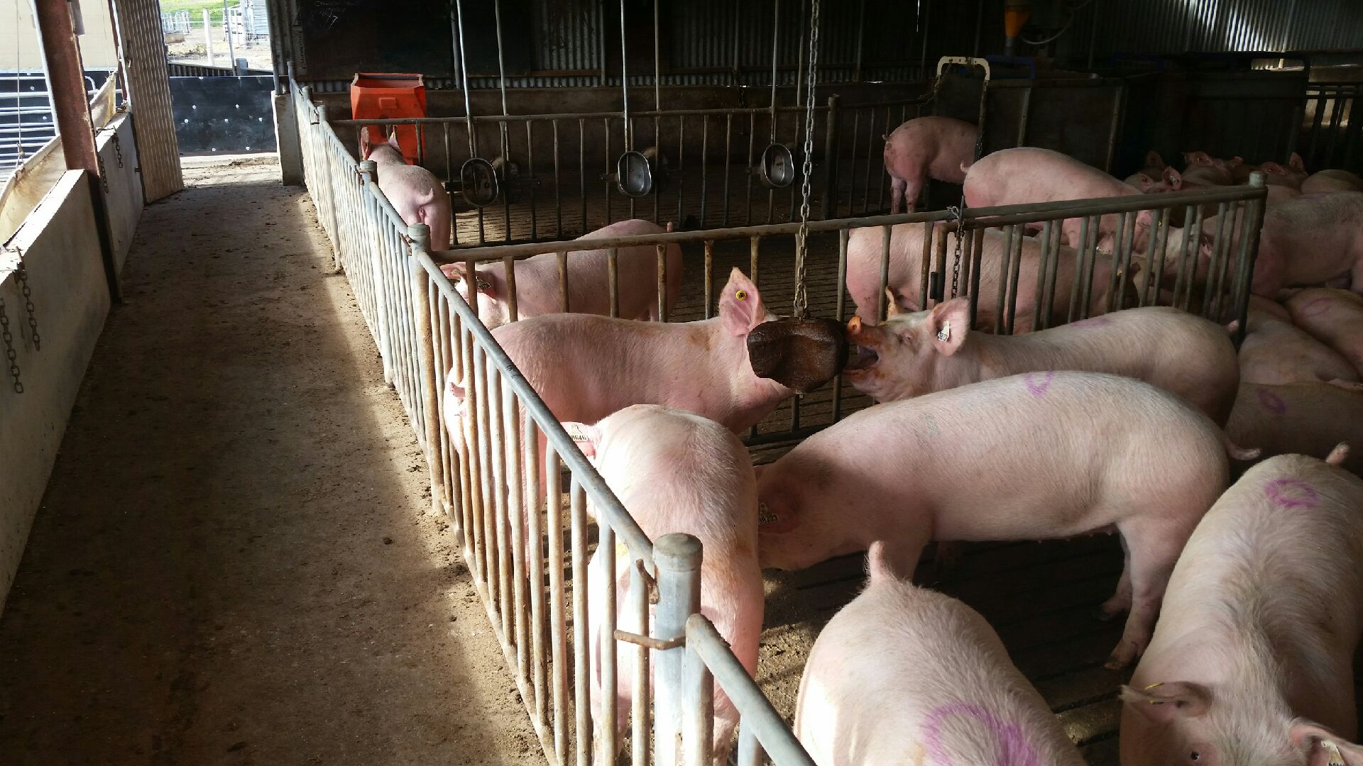 Pigs in an indoor barn playing with a wooden block on a chain