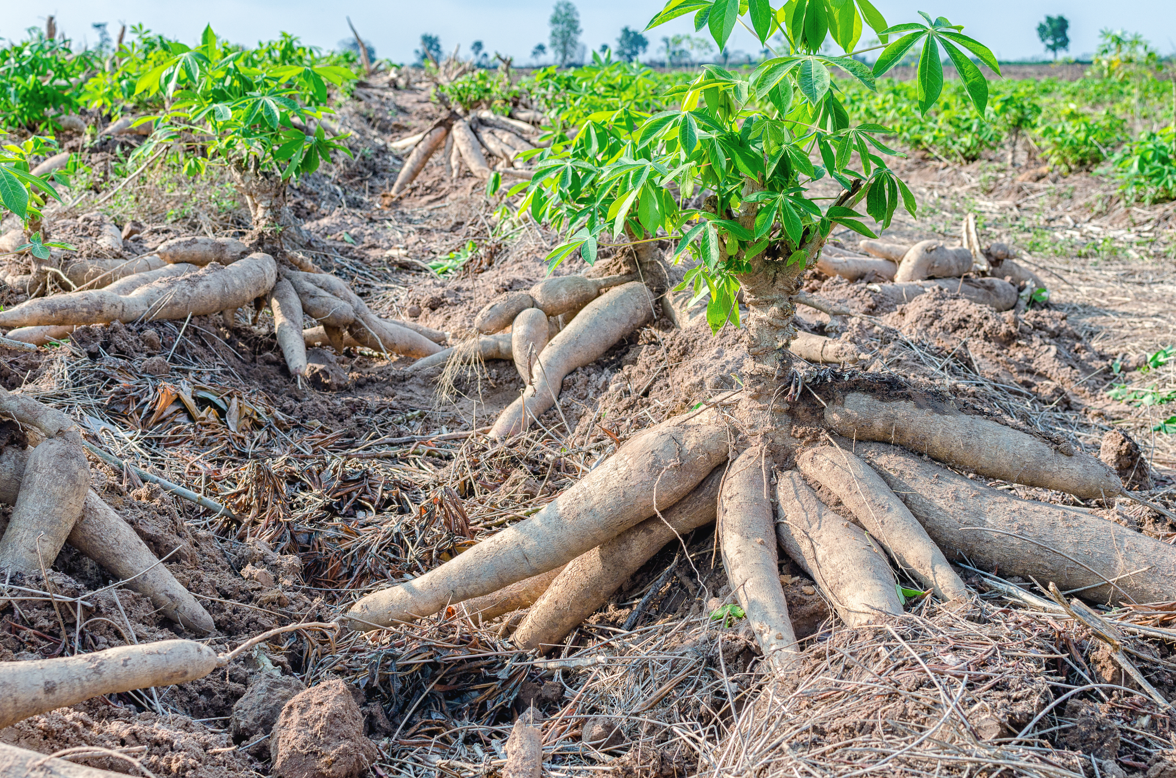 The sun shines on rows of ground-growing cassava in a field