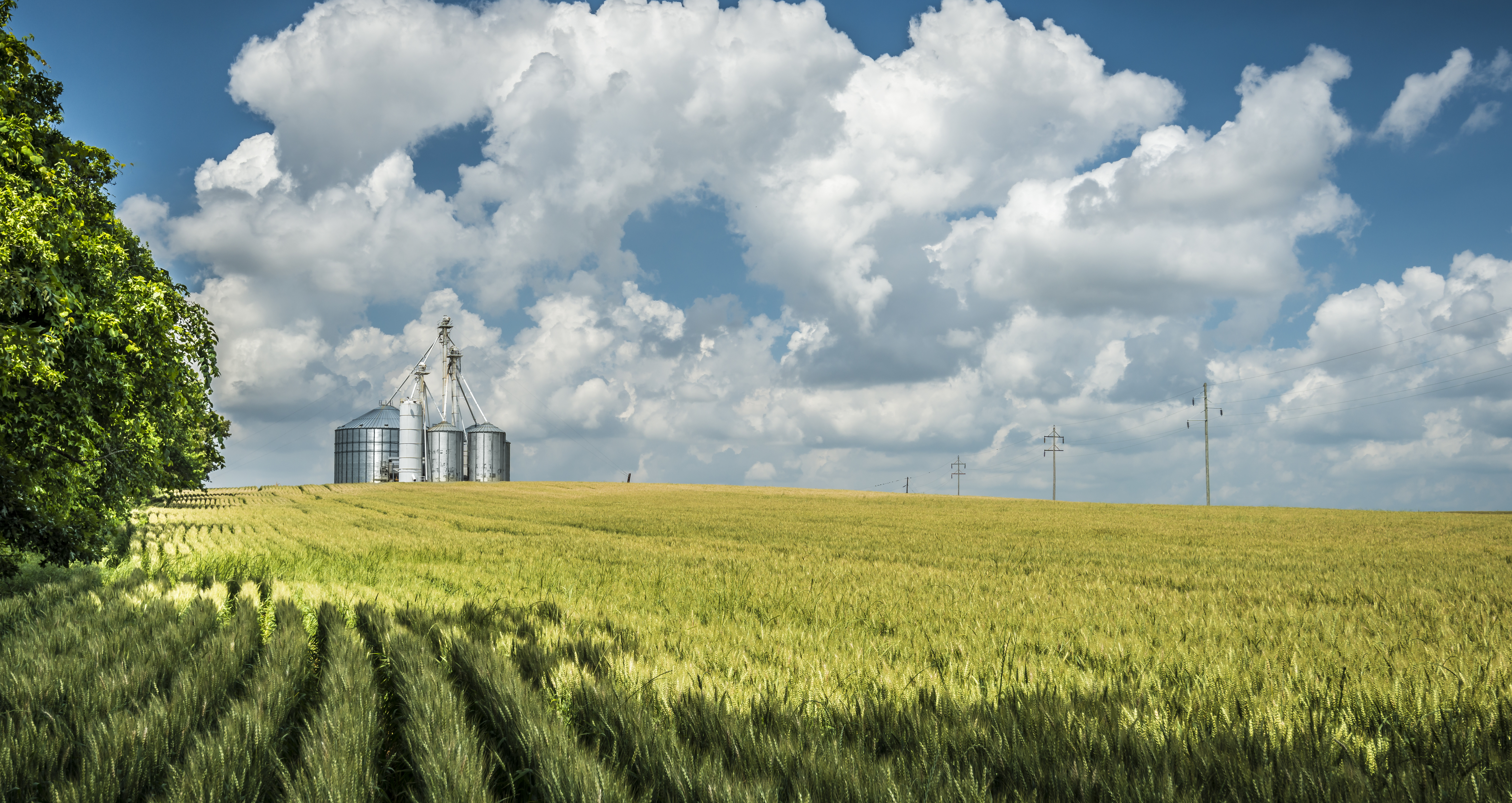 cereal crop field near processing plant