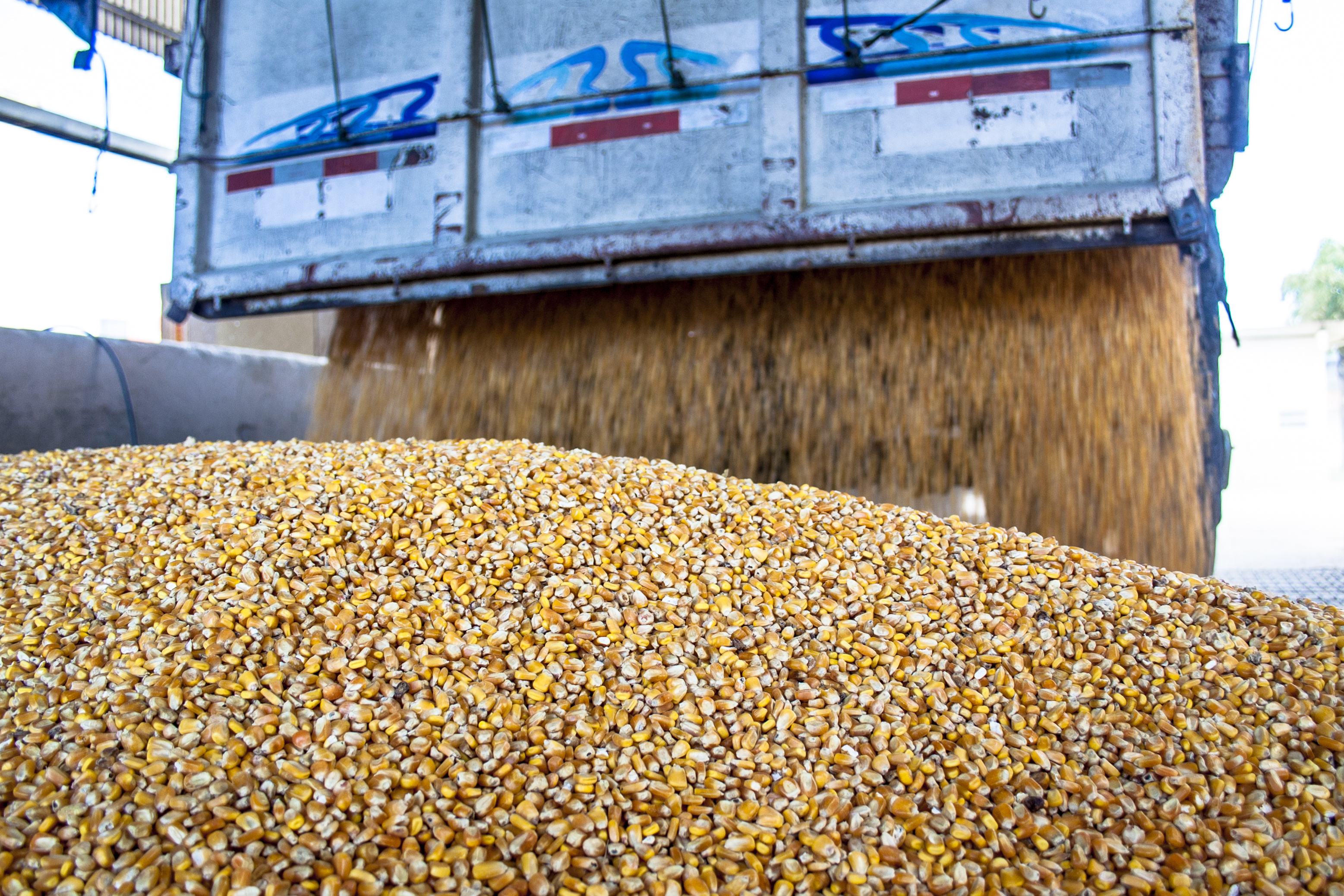 a truck empties corn into a processor