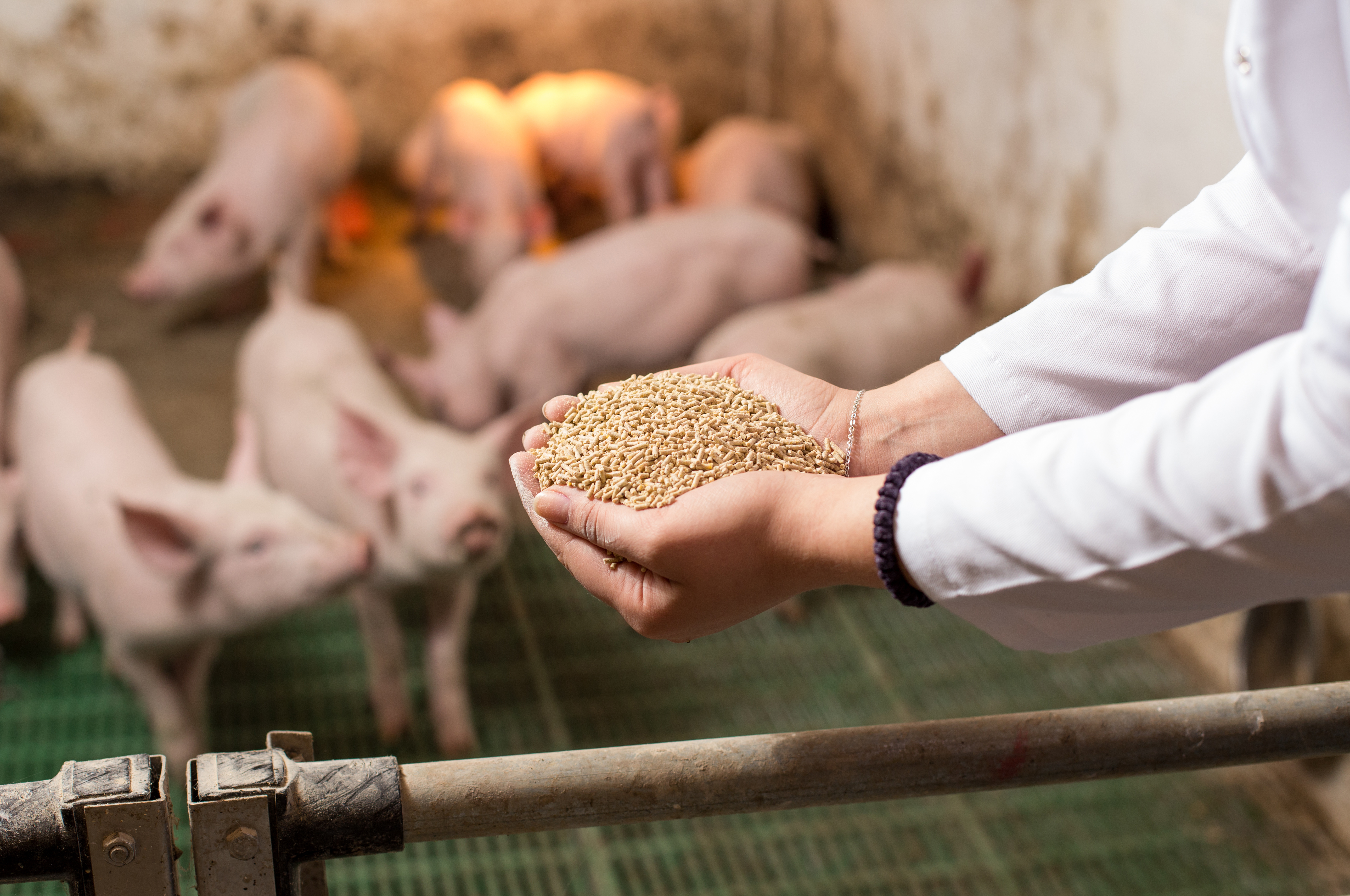 Person holding pig feed in their hands, while piglets move towards it