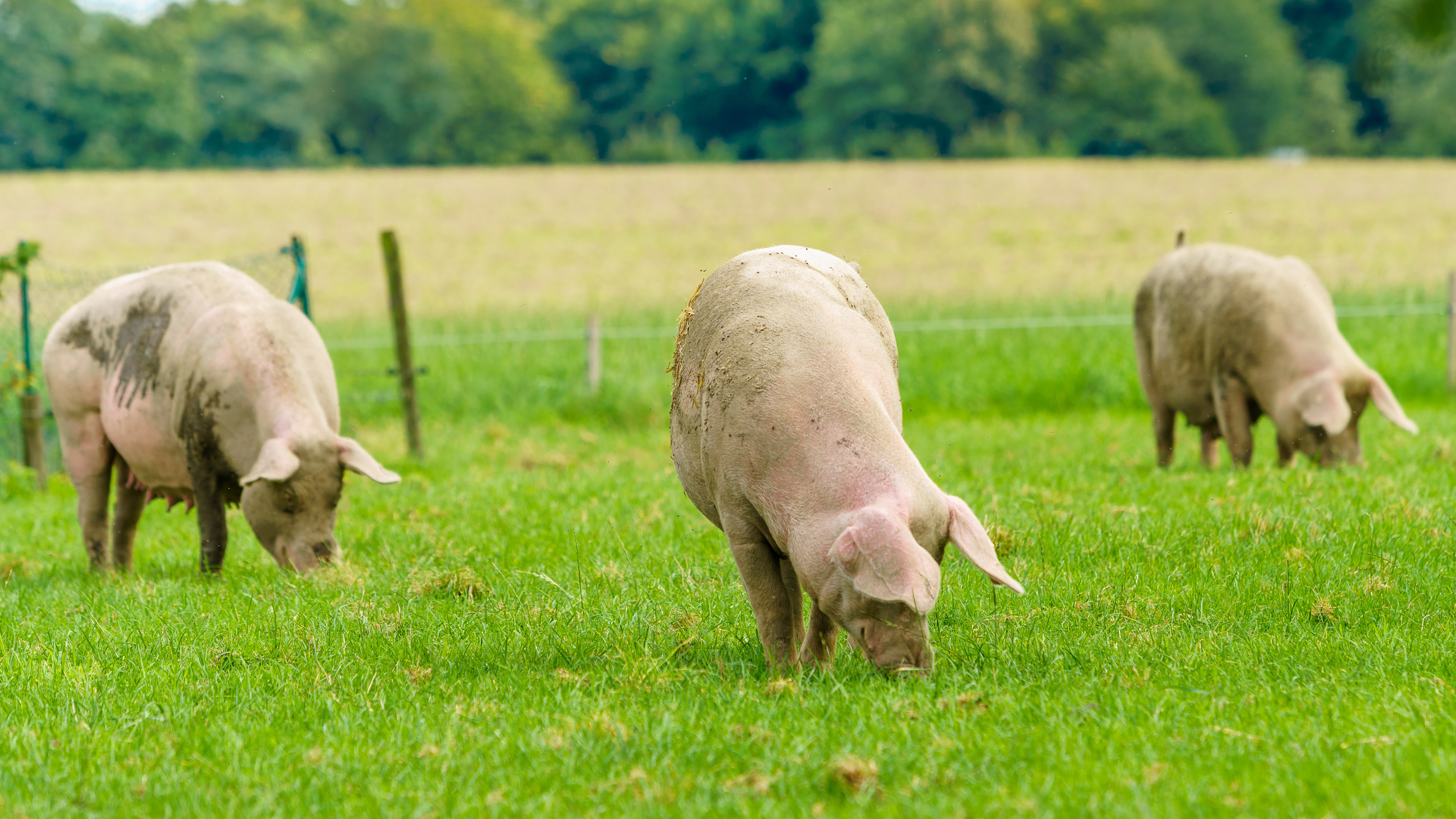 Three pigs foraging on pasture