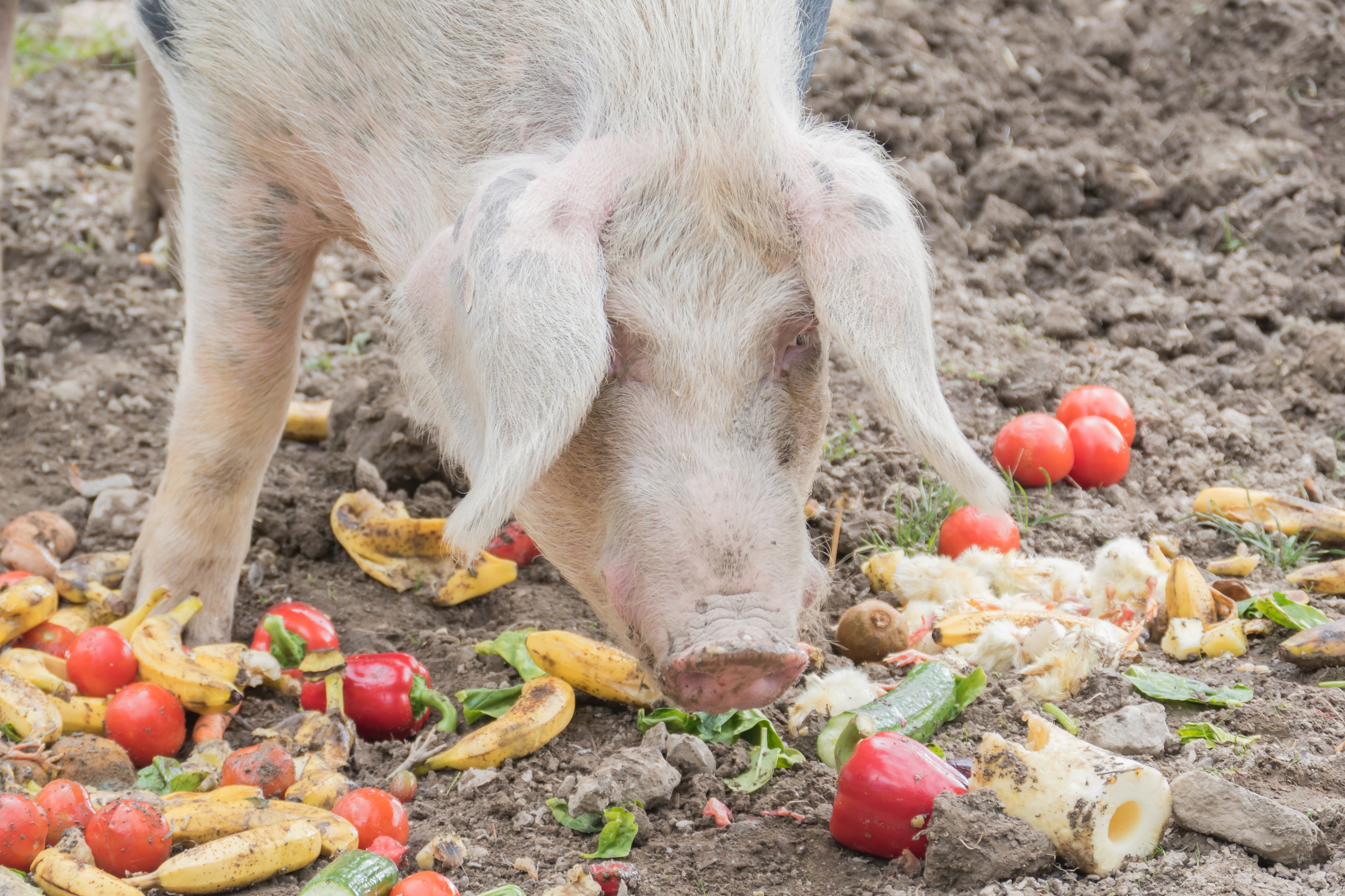 pig eating fruit and vegetables floor feeding